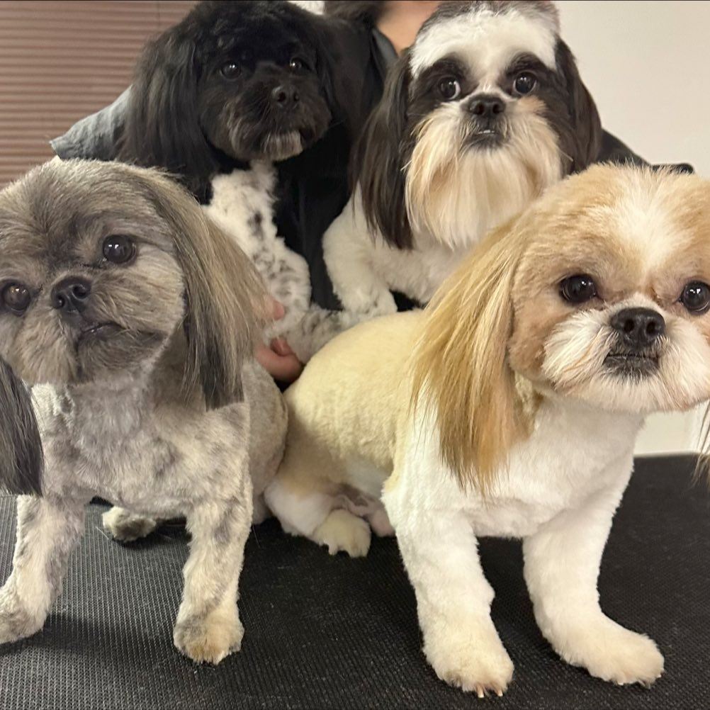 Mutts and Cutts Sarver