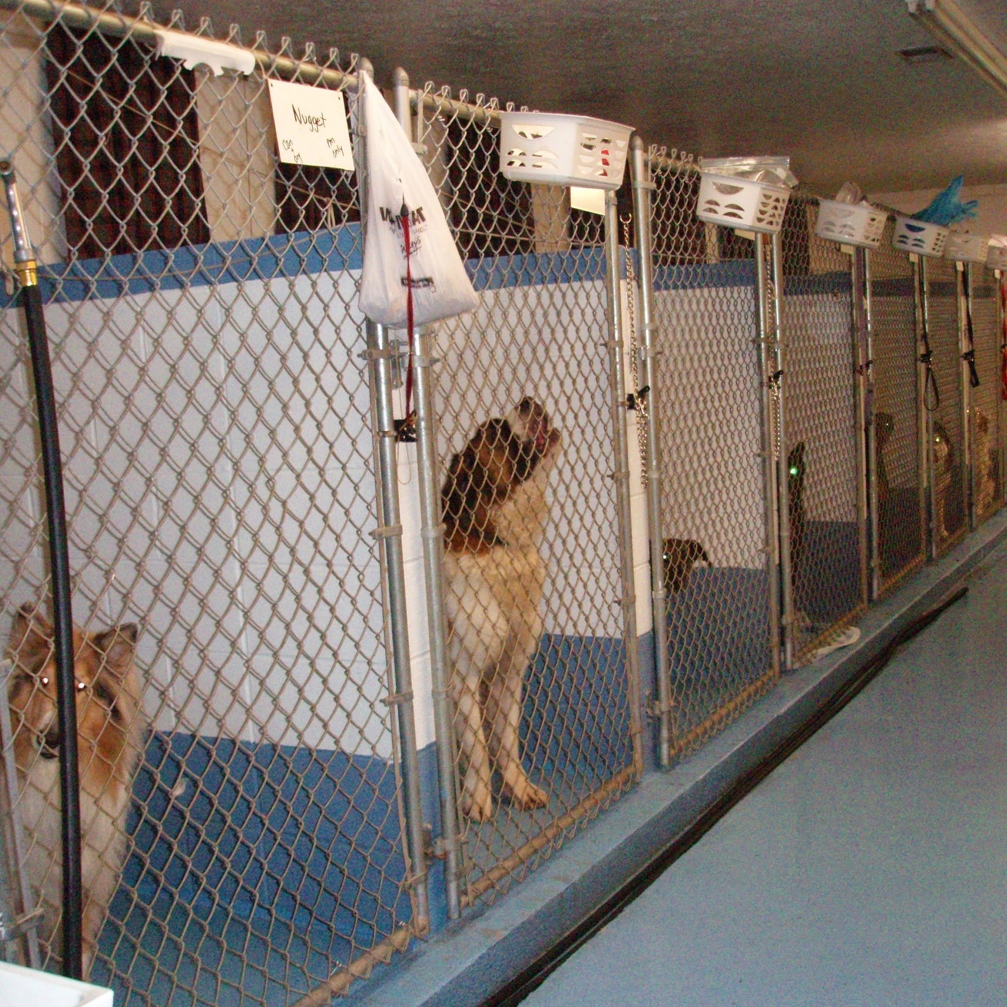 Summit Kennel of Sarver Sarver