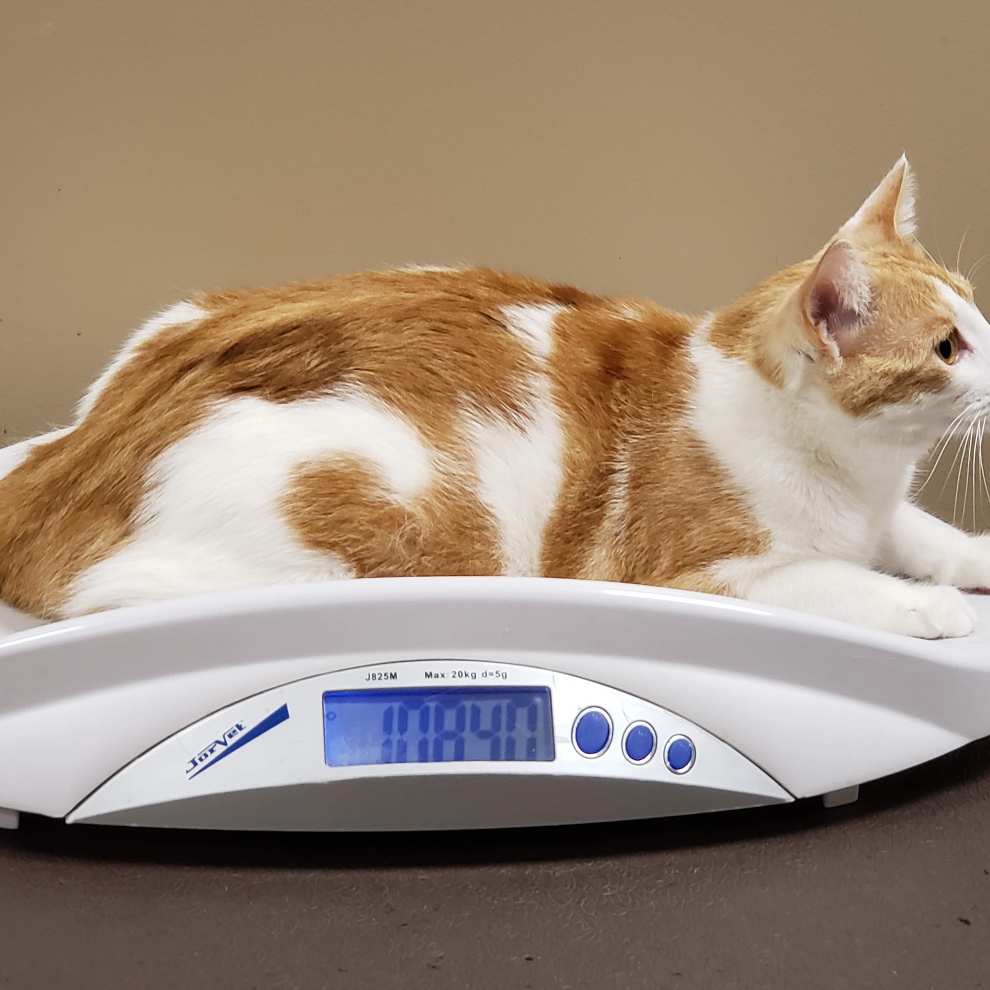 Mountain Shadow Veterinary Hospital Schuylkill Haven