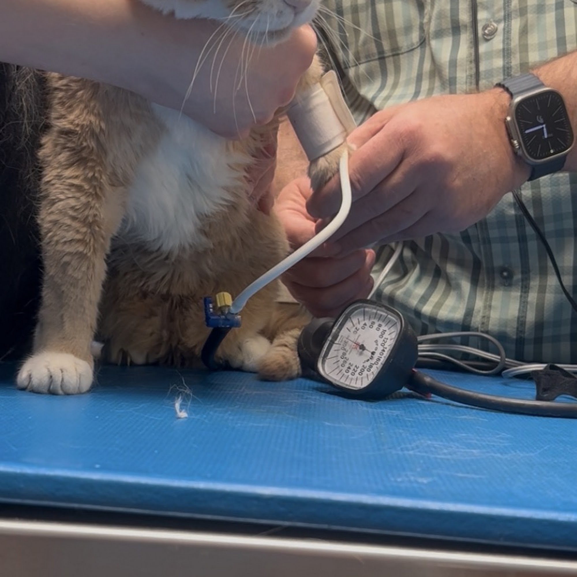 Vetcetera Pet Healthcare Centre Schuylkill Haven