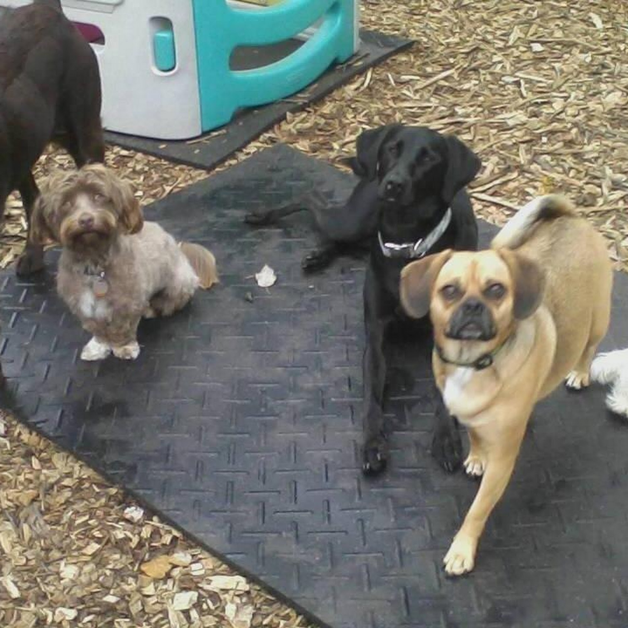 Charlene's Pet Services Schwenksville