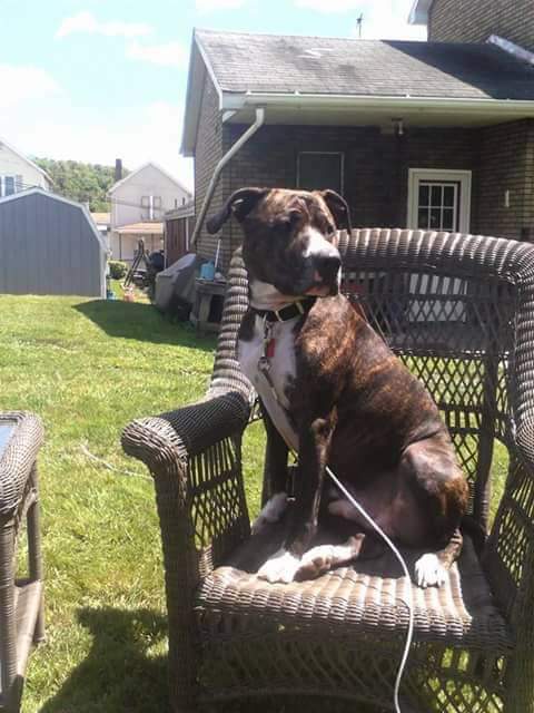 Scottdale Veterinary Clinic Scottdale