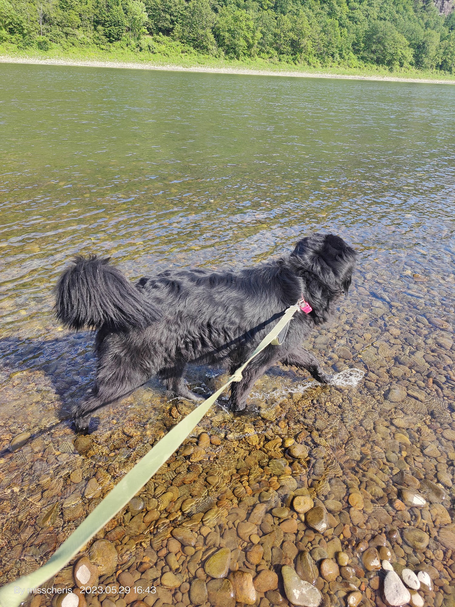 Memorial Veterinary Hospital - Dickson City Scranton