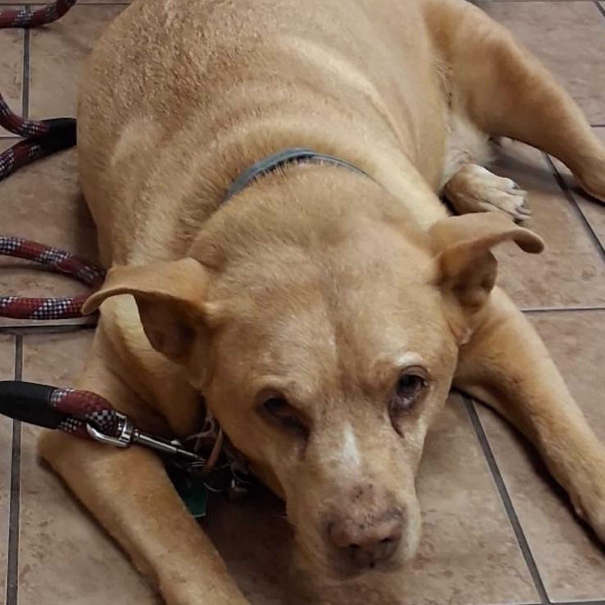 Memorial Veterinary Hospital - Dickson City Scranton