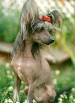 Fetching Grooming Salon Scranton