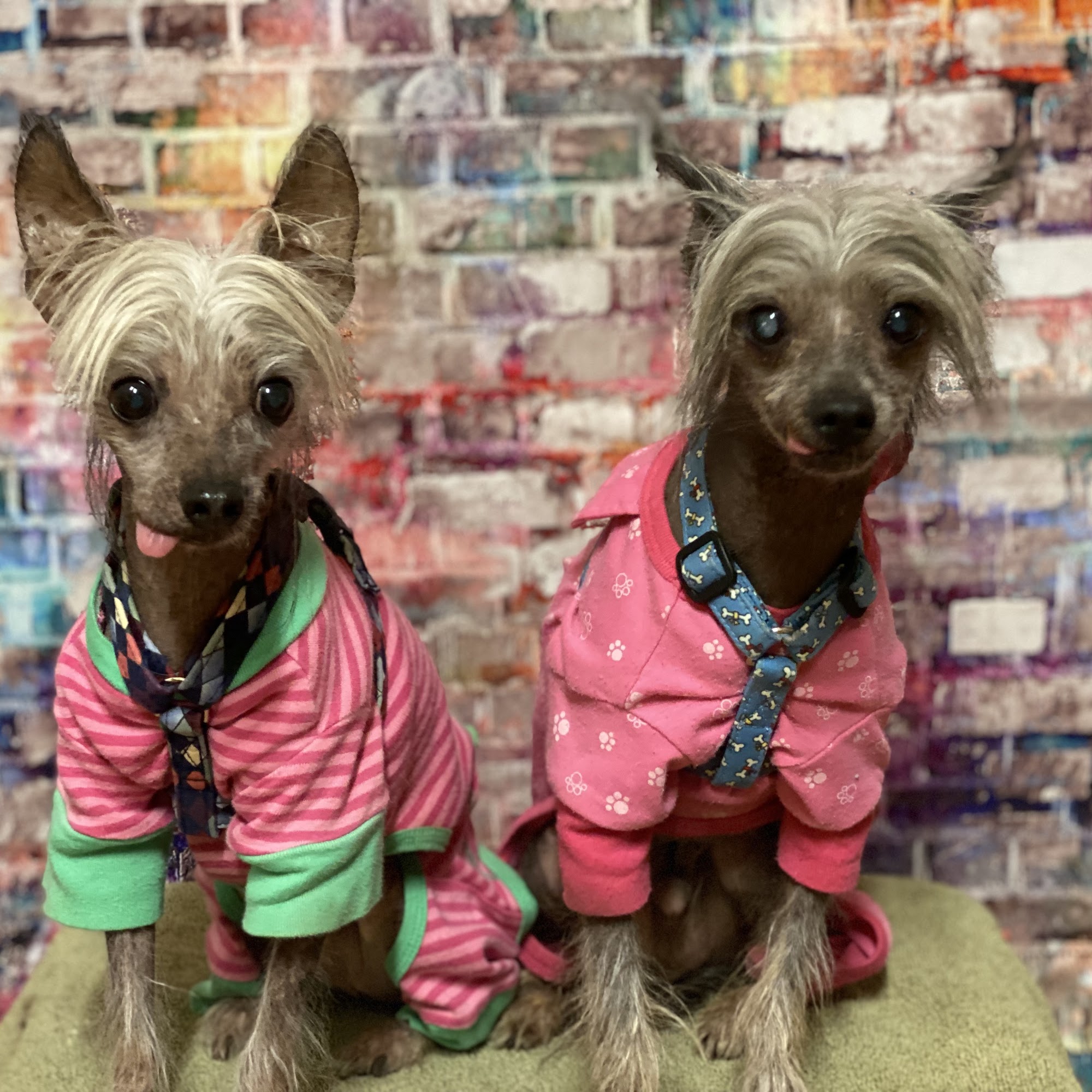 Fetching Grooming Salon Scranton