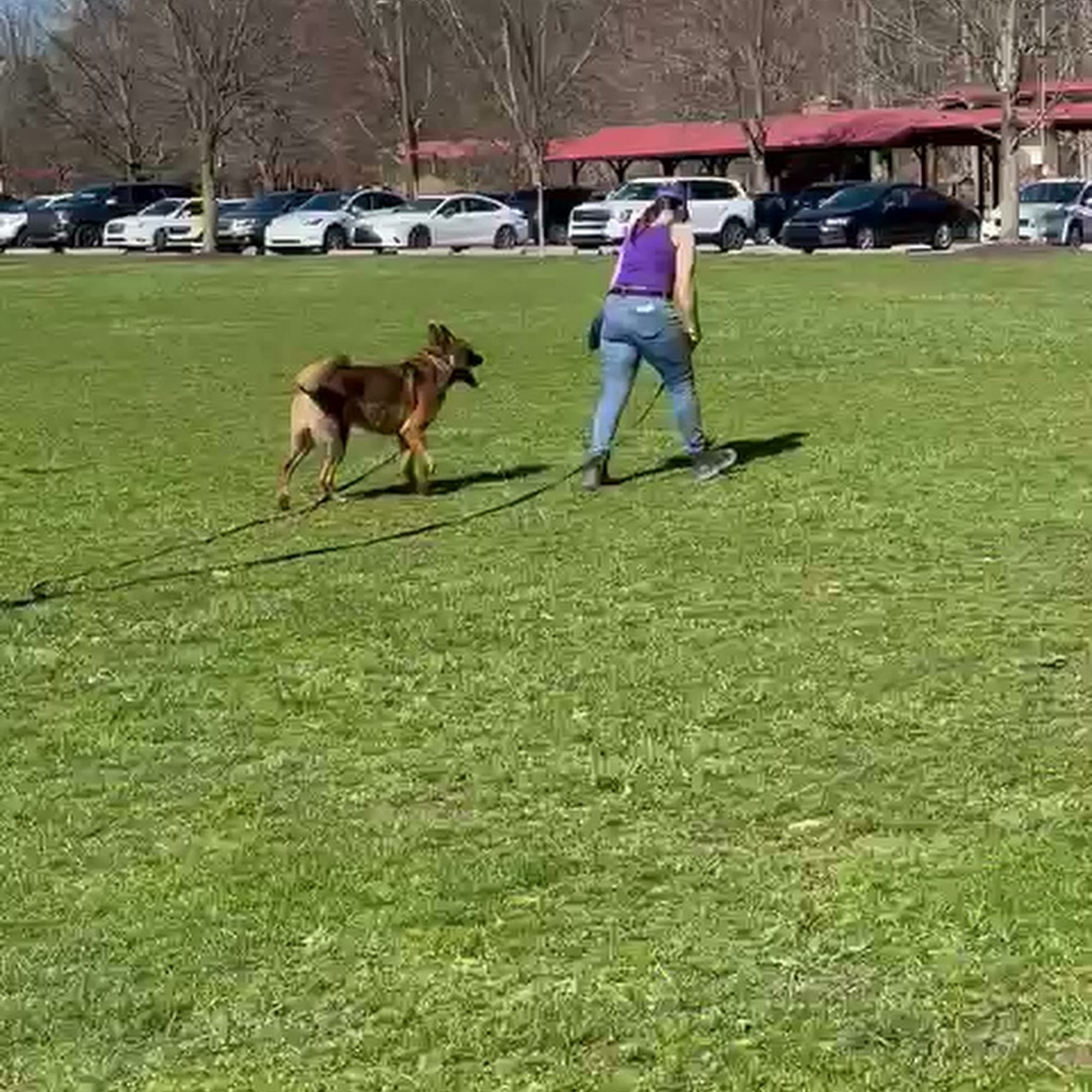 AMPODOG Professional Dog Training Scranton