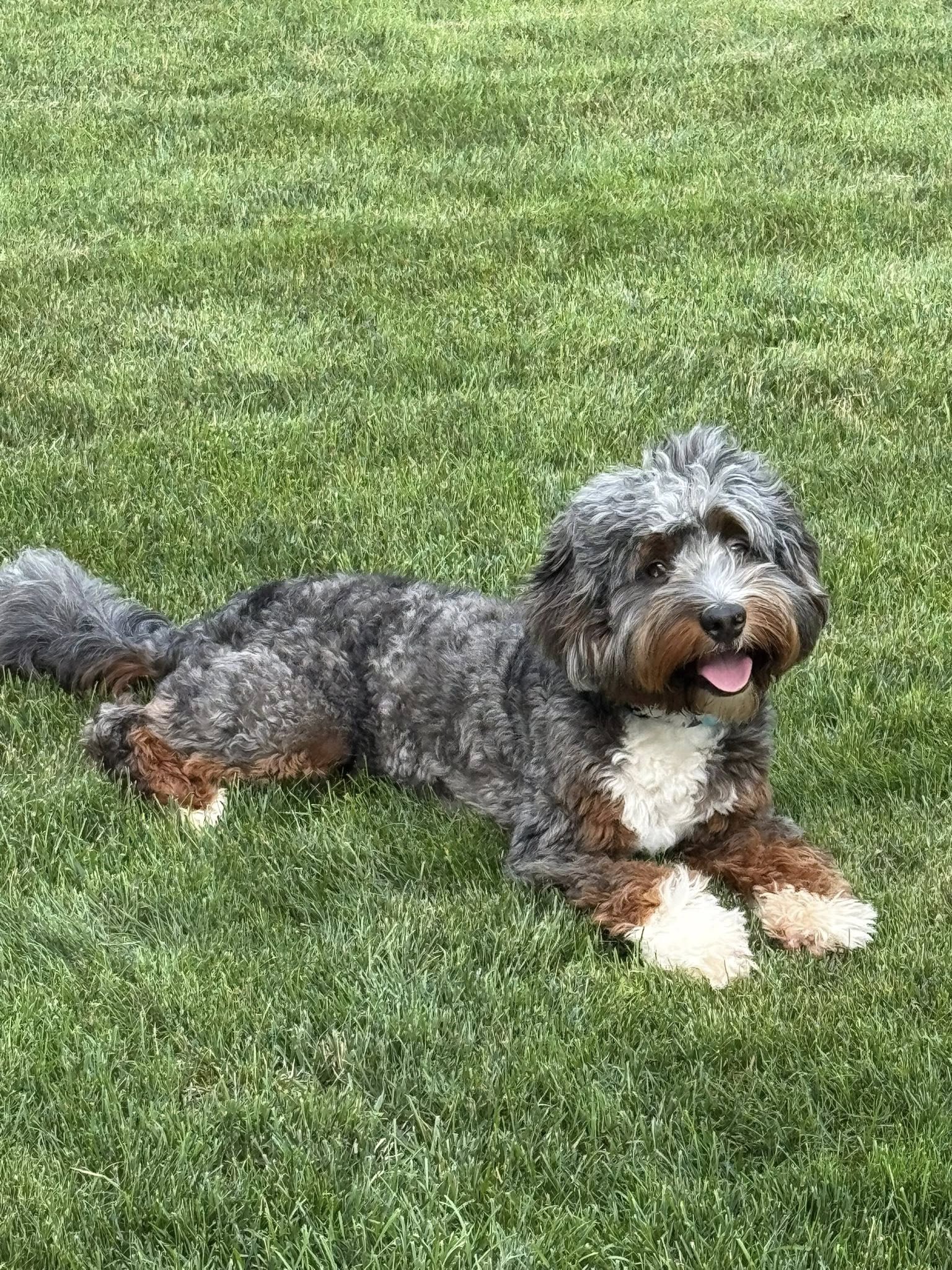 AMPODOG Professional Dog Training Scranton