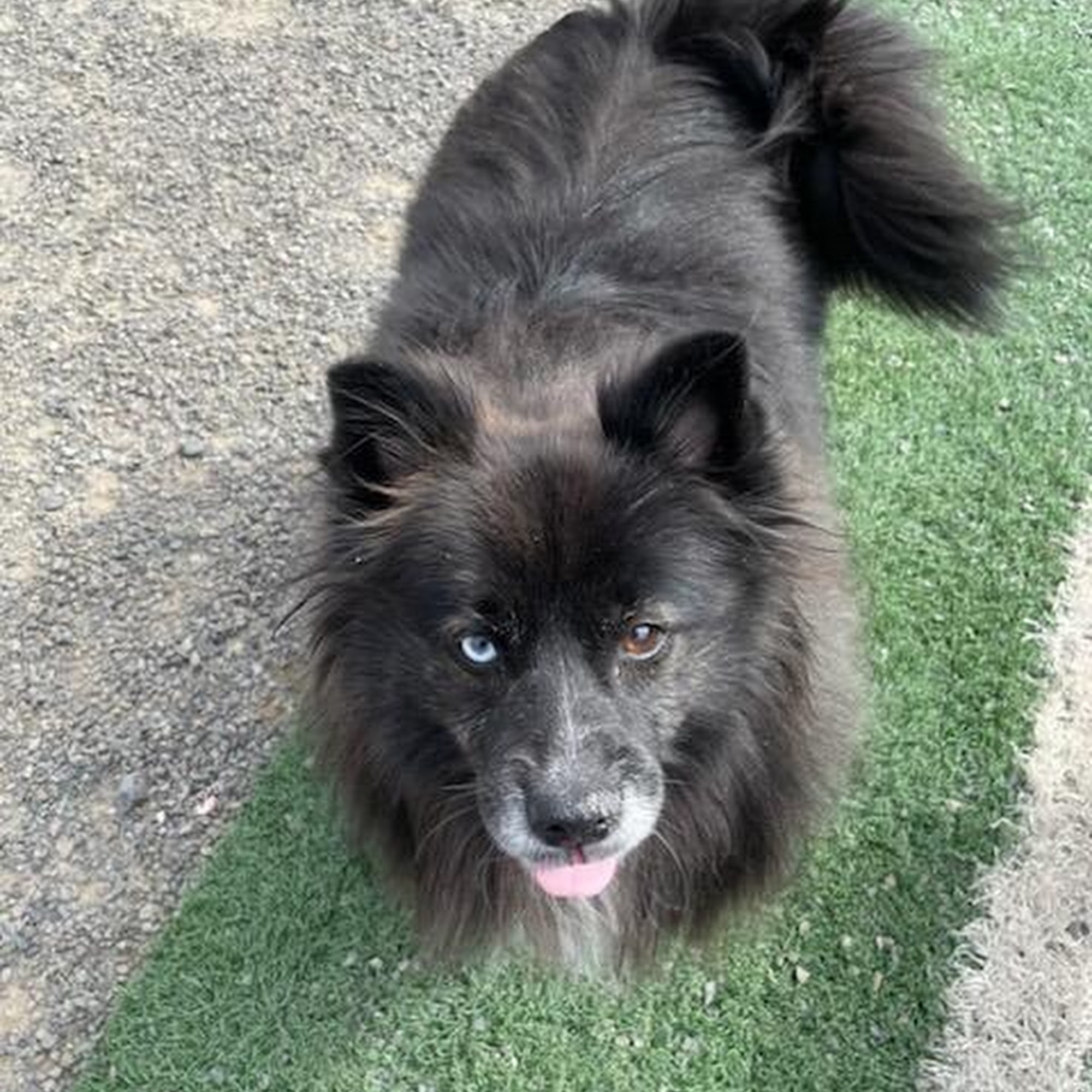 Puppy Paradise Scranton