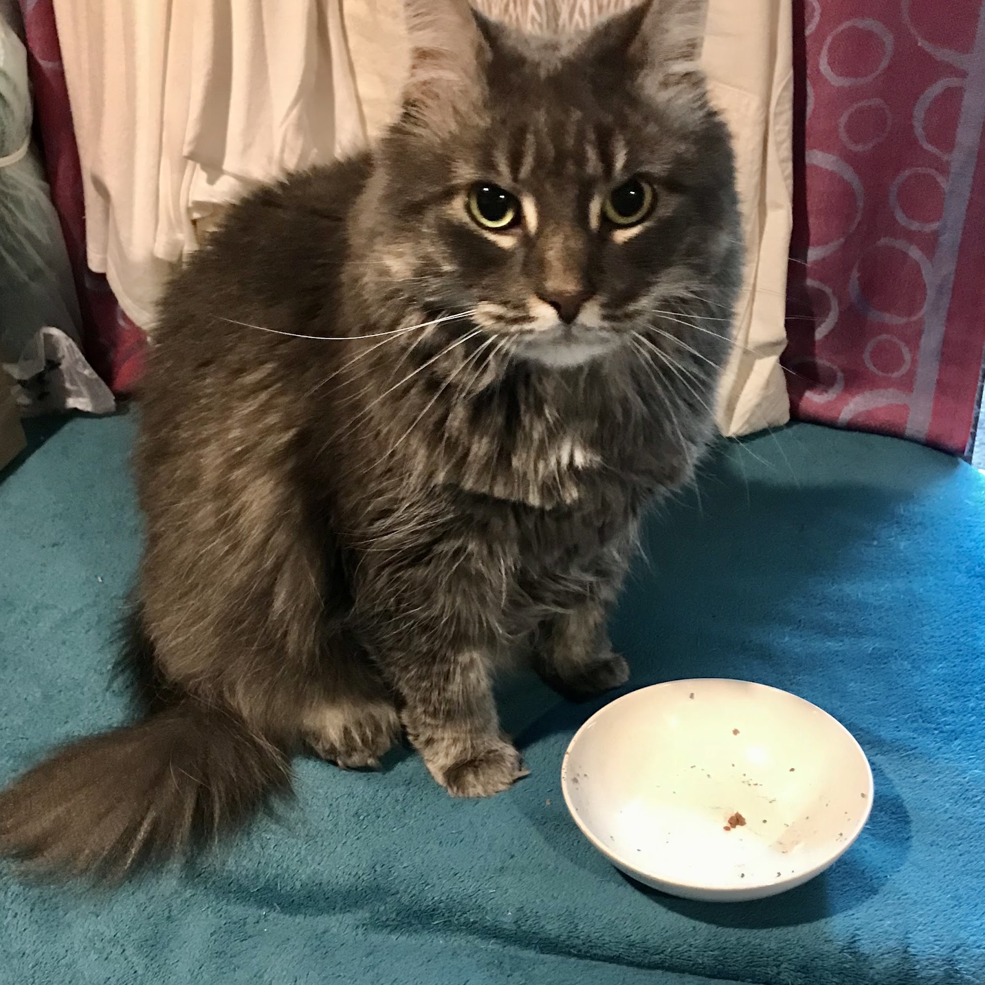 Rockhill Veterinary Associates Sellersville