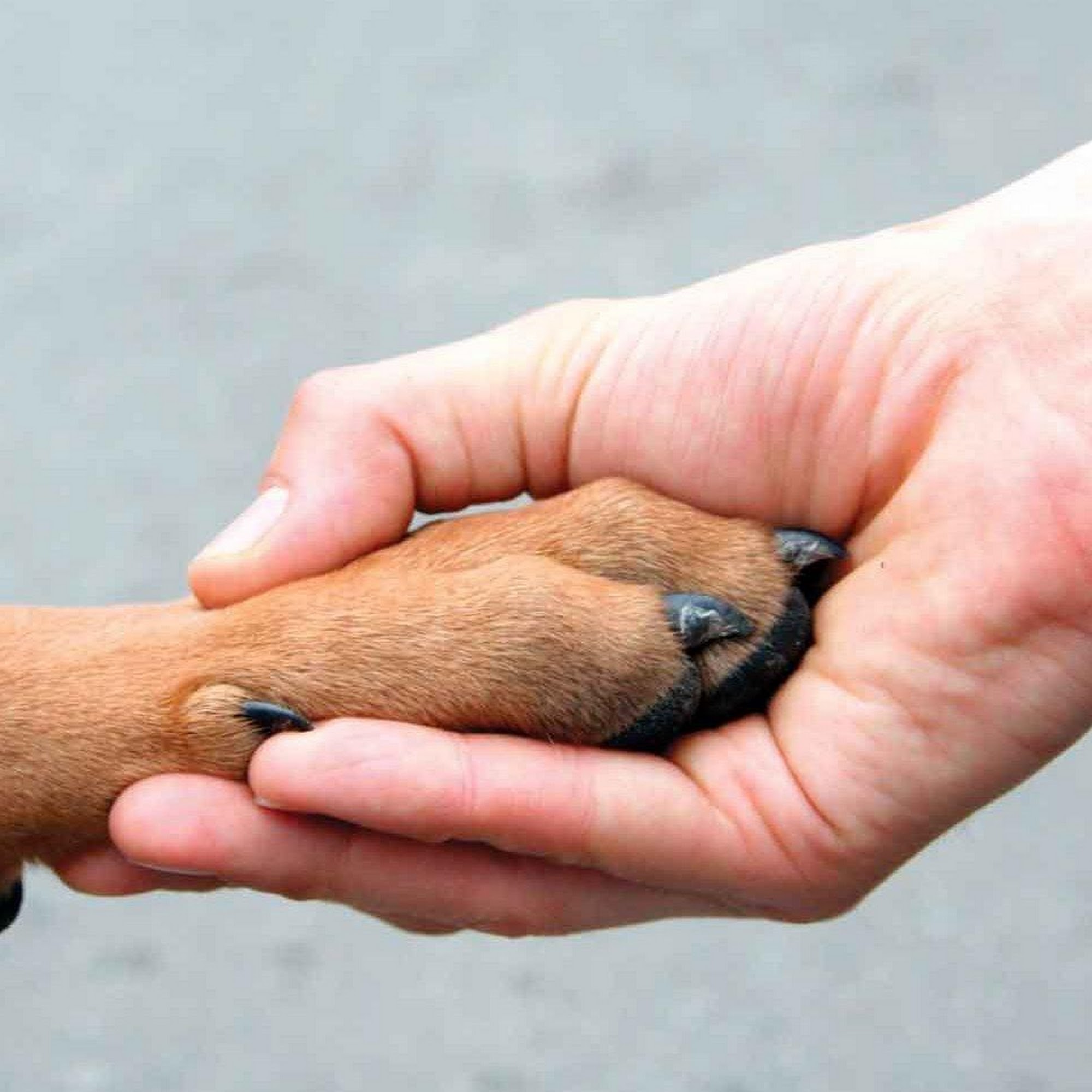 Alpha Veterinary Hospital Sellersville