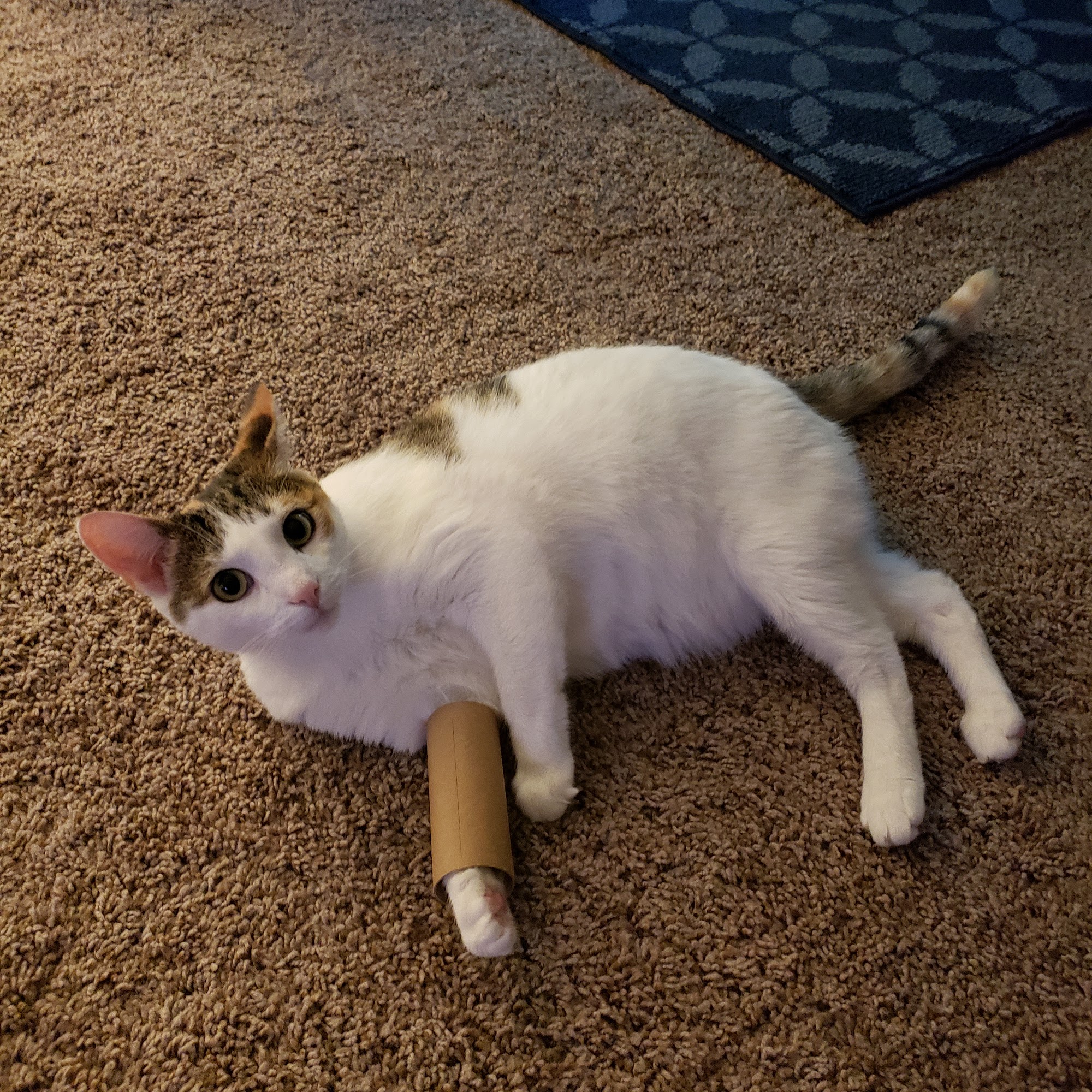 Nelson's Animal Clinic Seneca