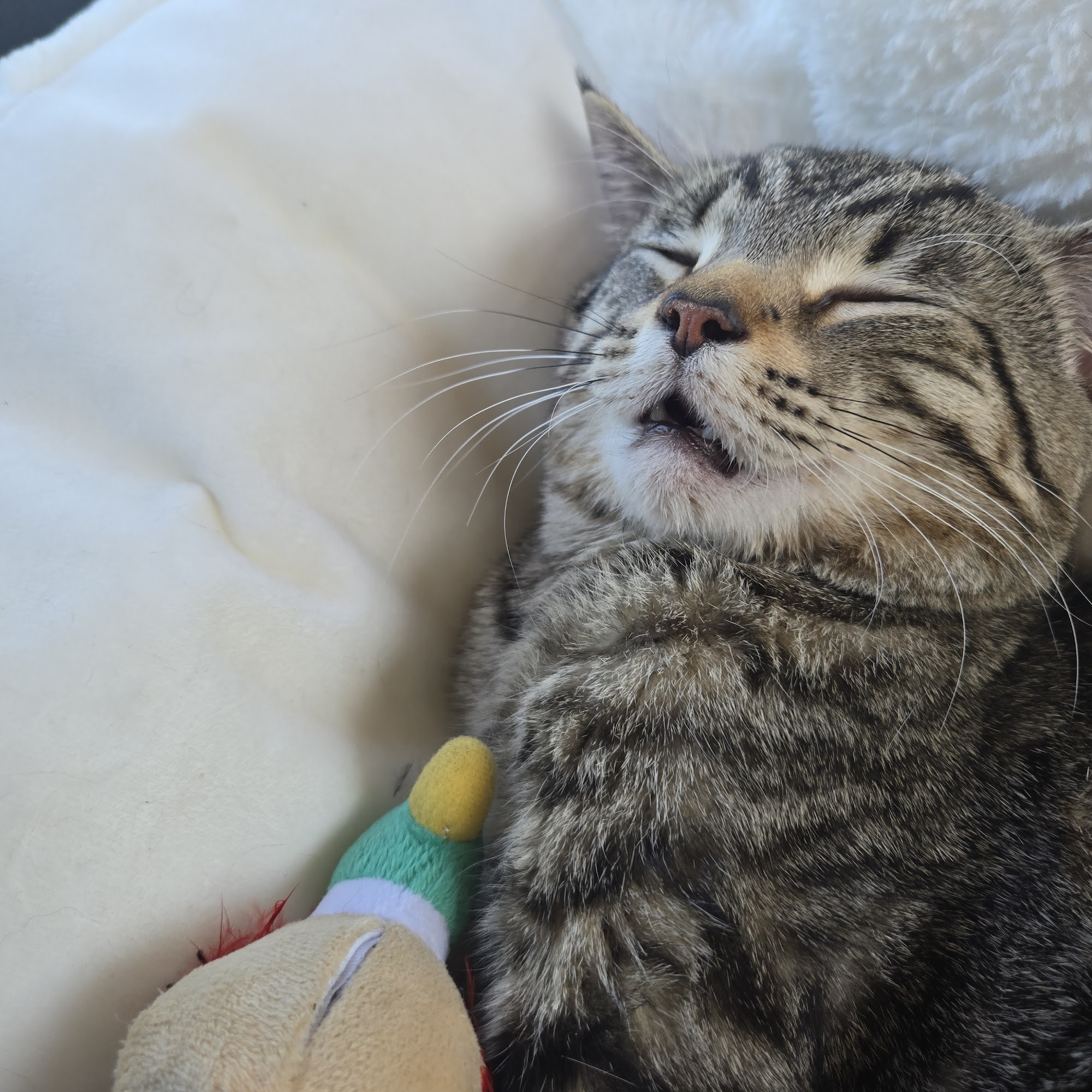 Seneca Veterinary Clinic Seneca