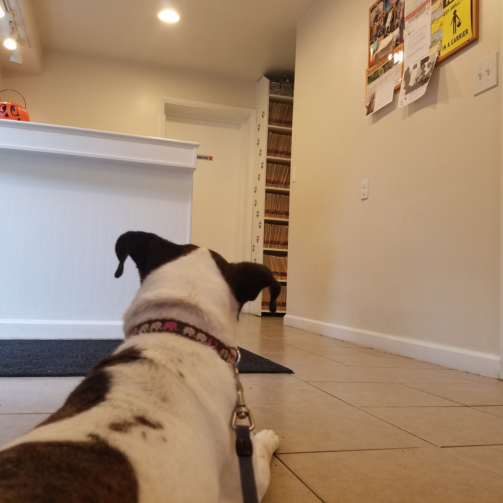 Franklin Park Veterinary Hospital Sewickley