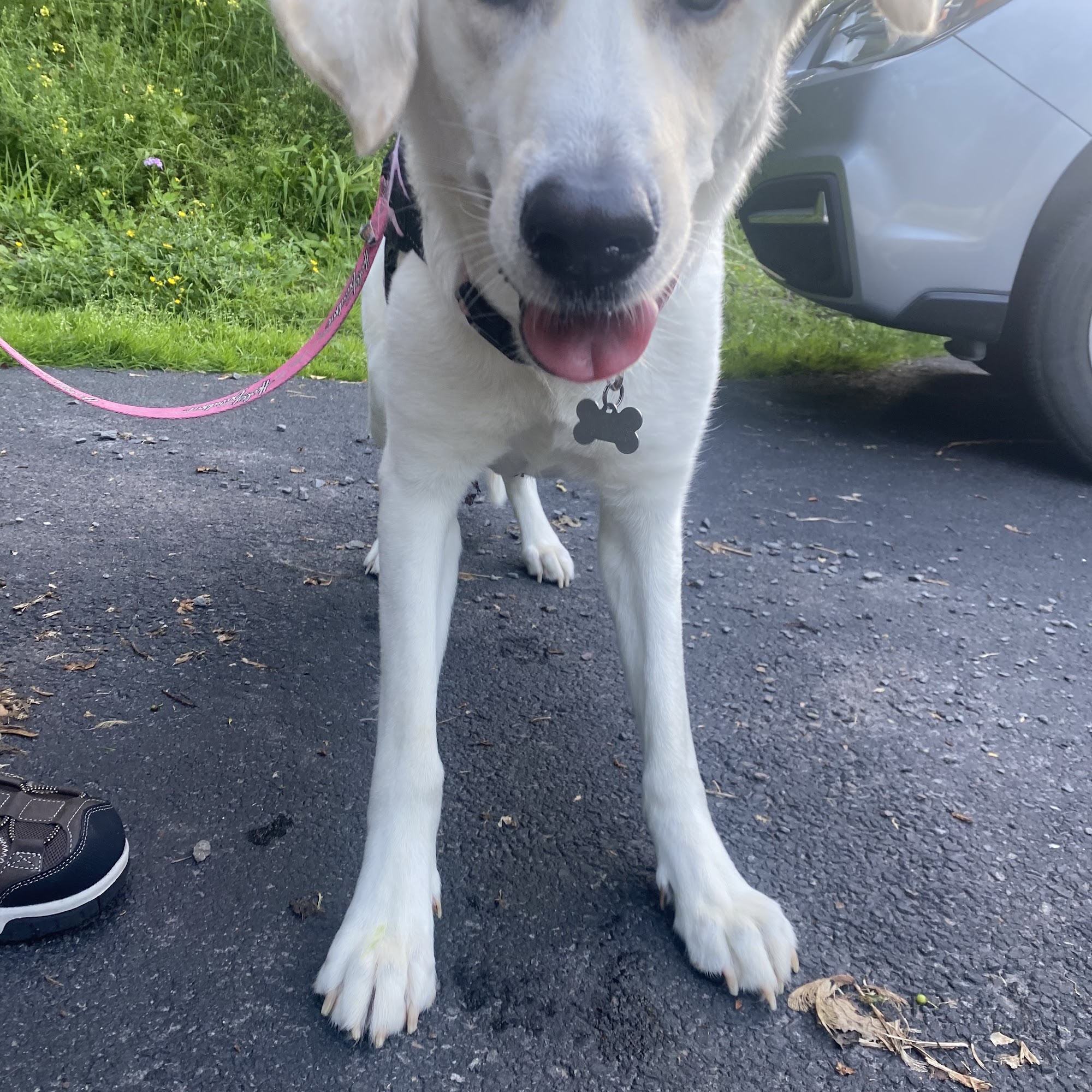 Trucksville Dog & Cat Hospital Shavertown