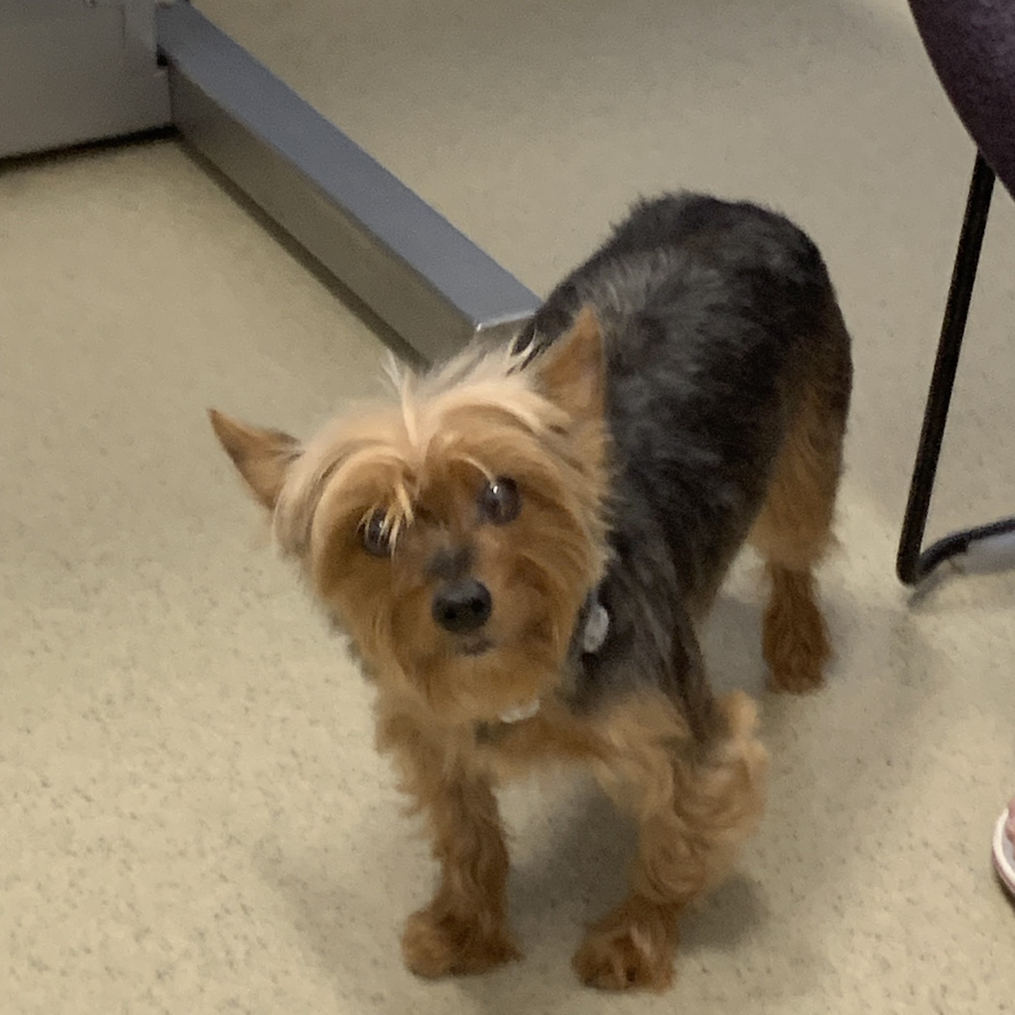 BluePearl Pet Hospital Shillington