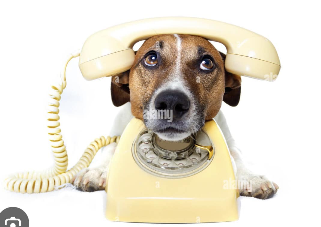 Barmyre Kennels Shippensburg