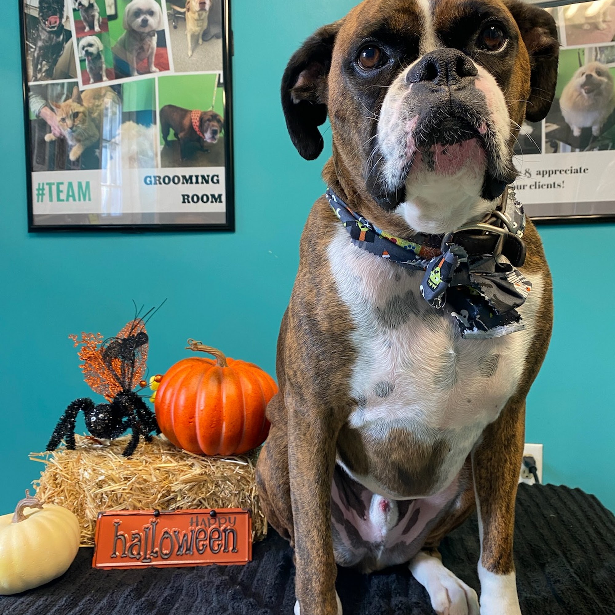 Grooming Room Shippensburg