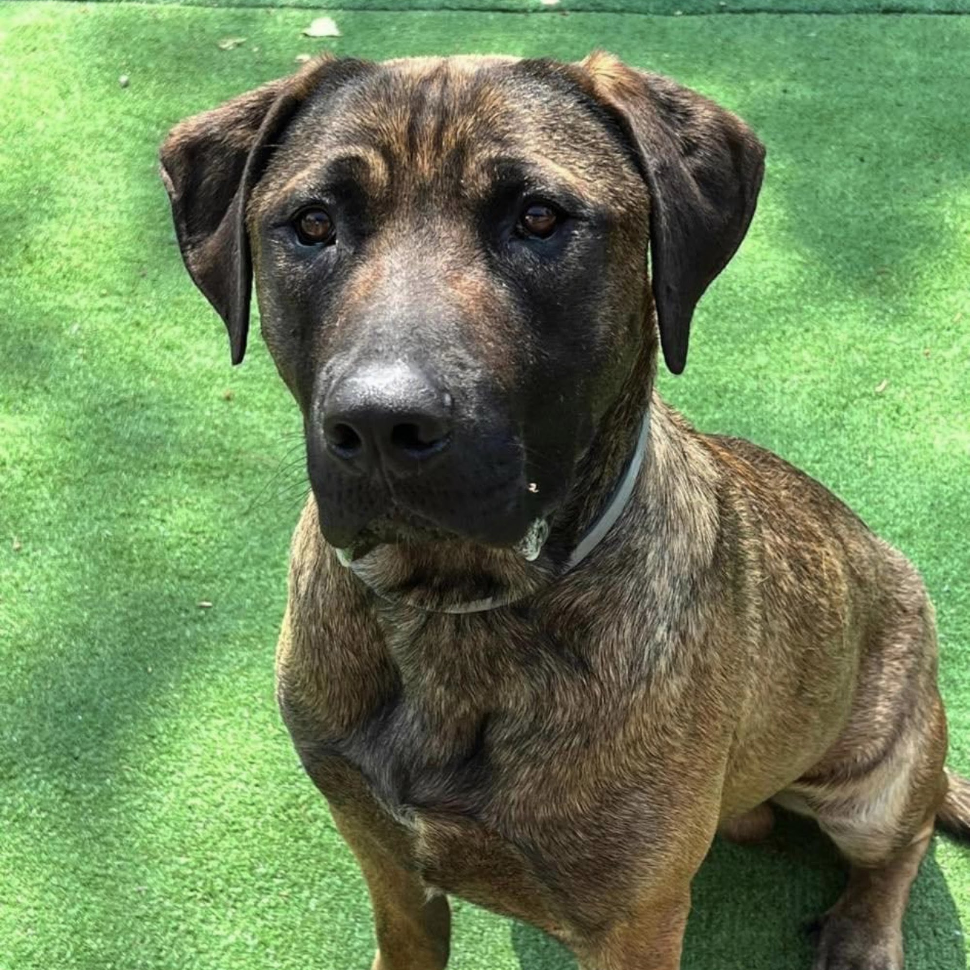 Humane Society of Pike County Shohola