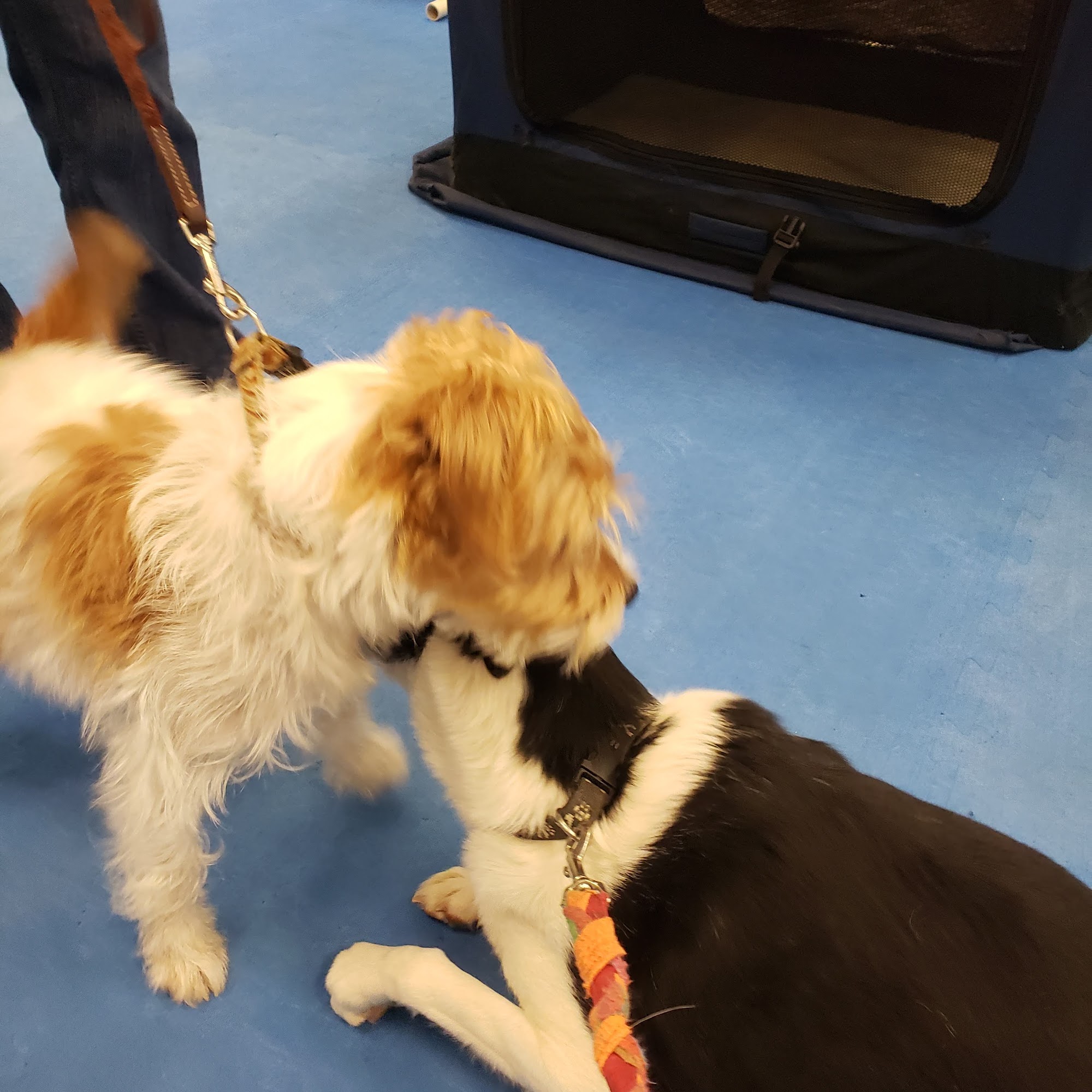 Tri State Dog Obedience Club Shohola