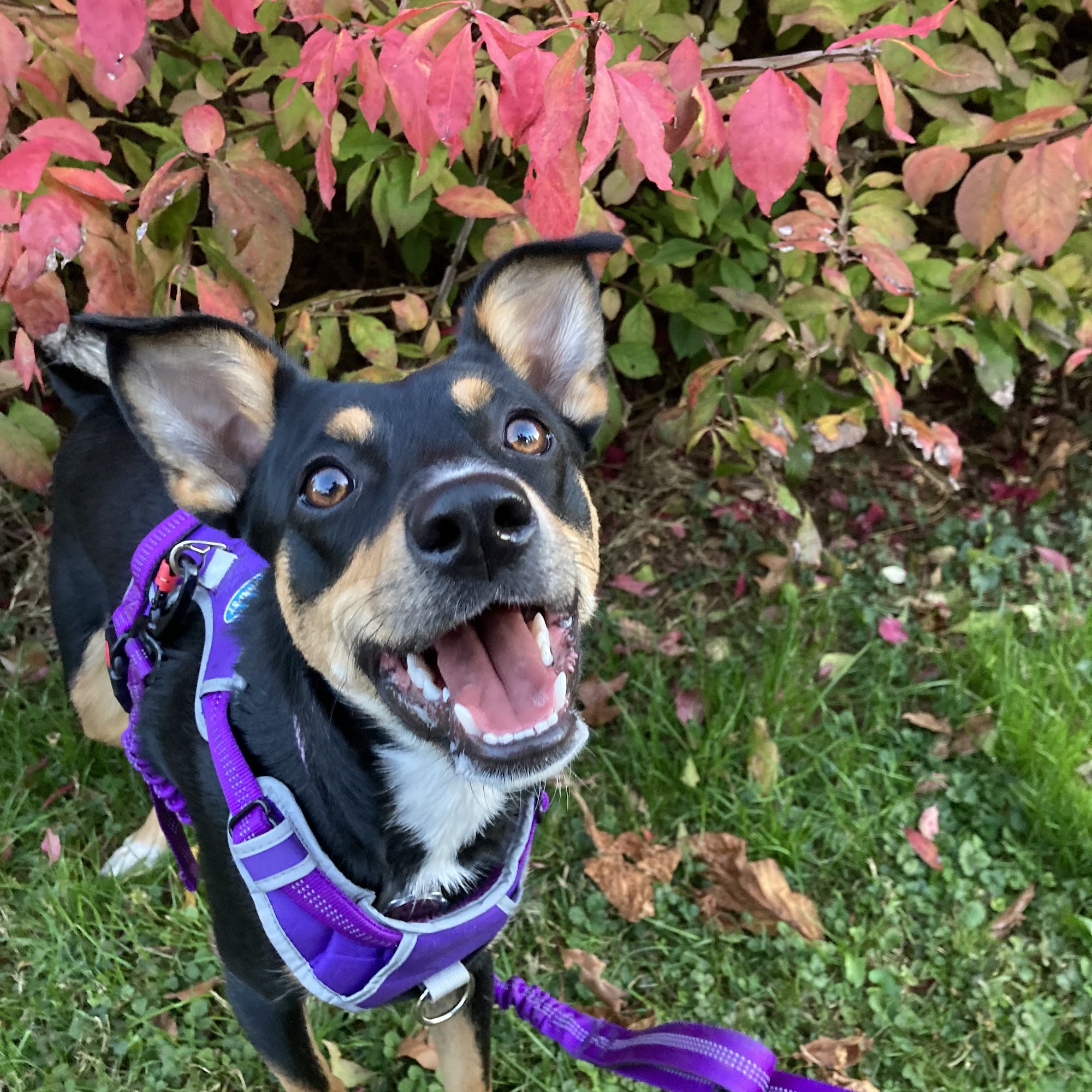 Shrewsbury Veterinary Clinic Shrewsbury