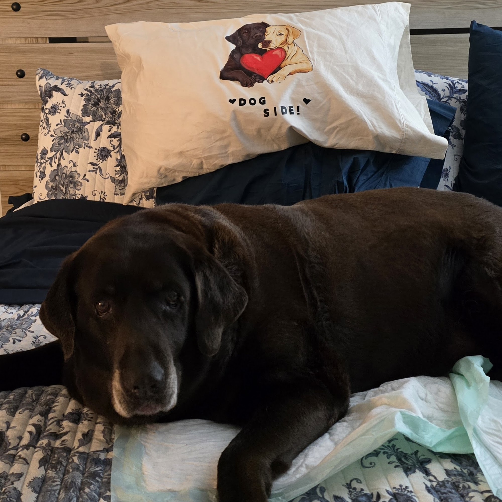 Forest Hills Veterinary Sidman