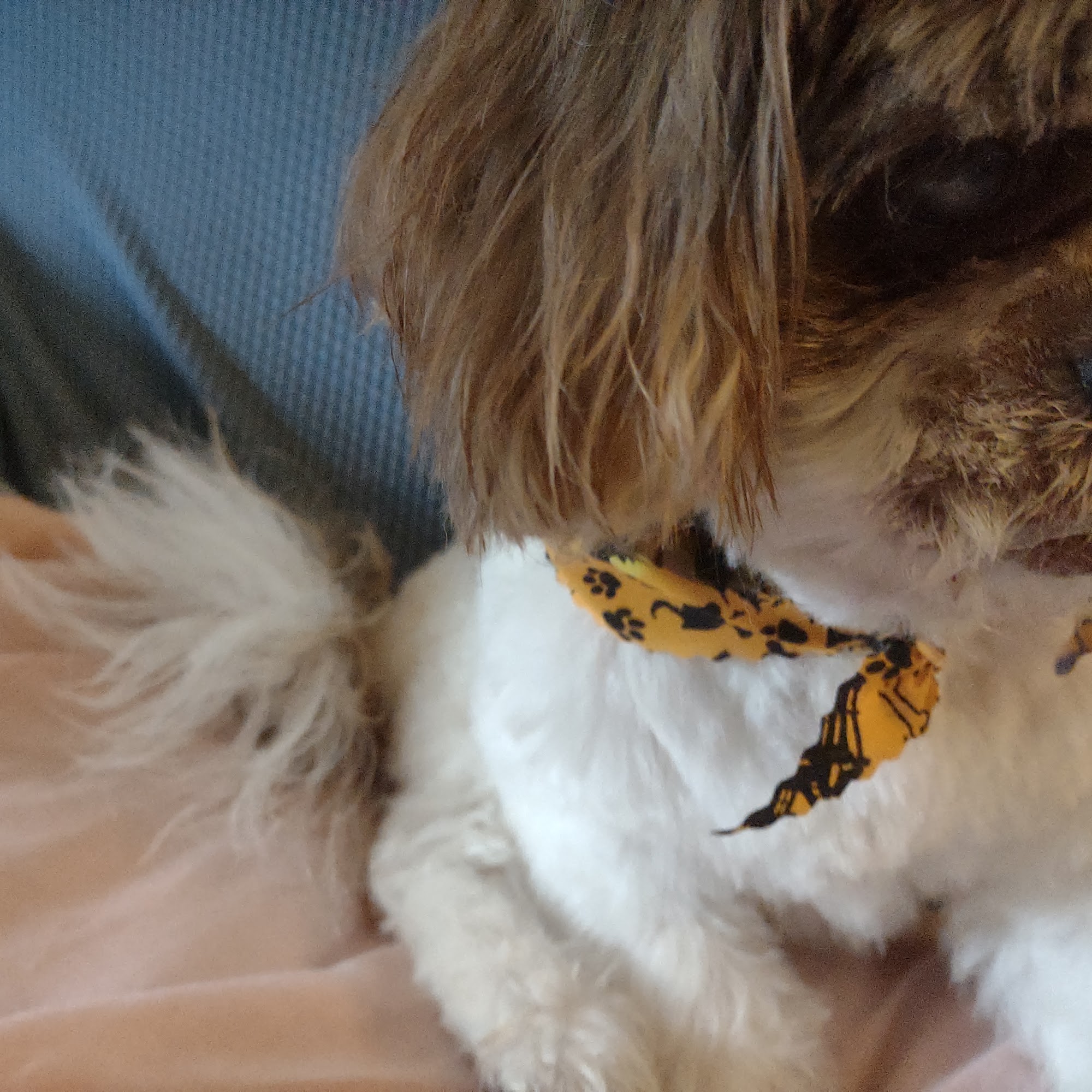 Who's Walking Who Pet Grooming Sinking Spring