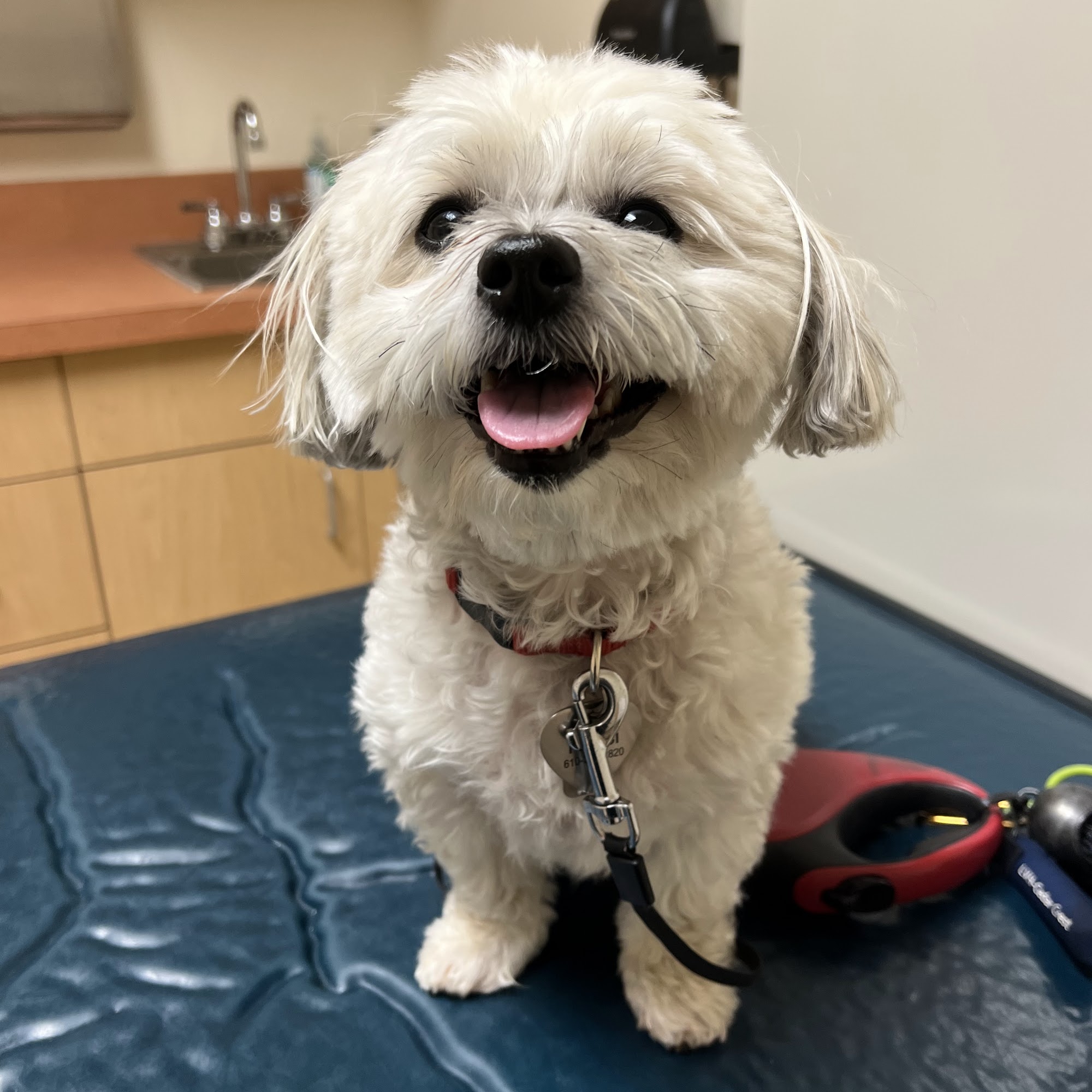 Highland Animal Hospital Slatington