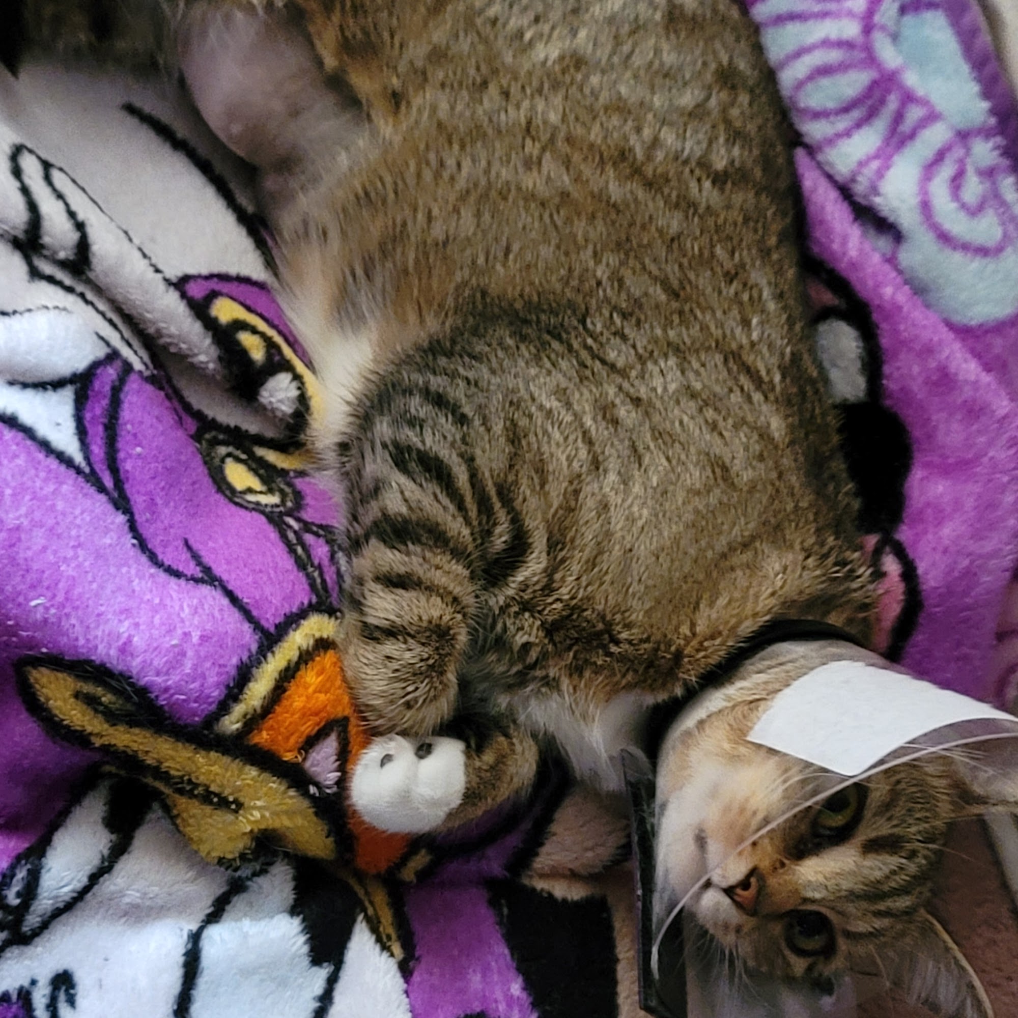 Slippery Rock Veterinary Hospital Slippery Rock