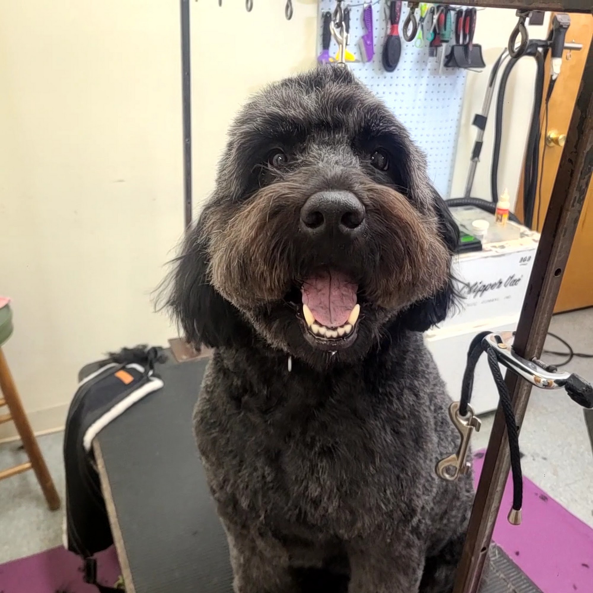 Slippery Rock Pet Grooming Slippery Rock