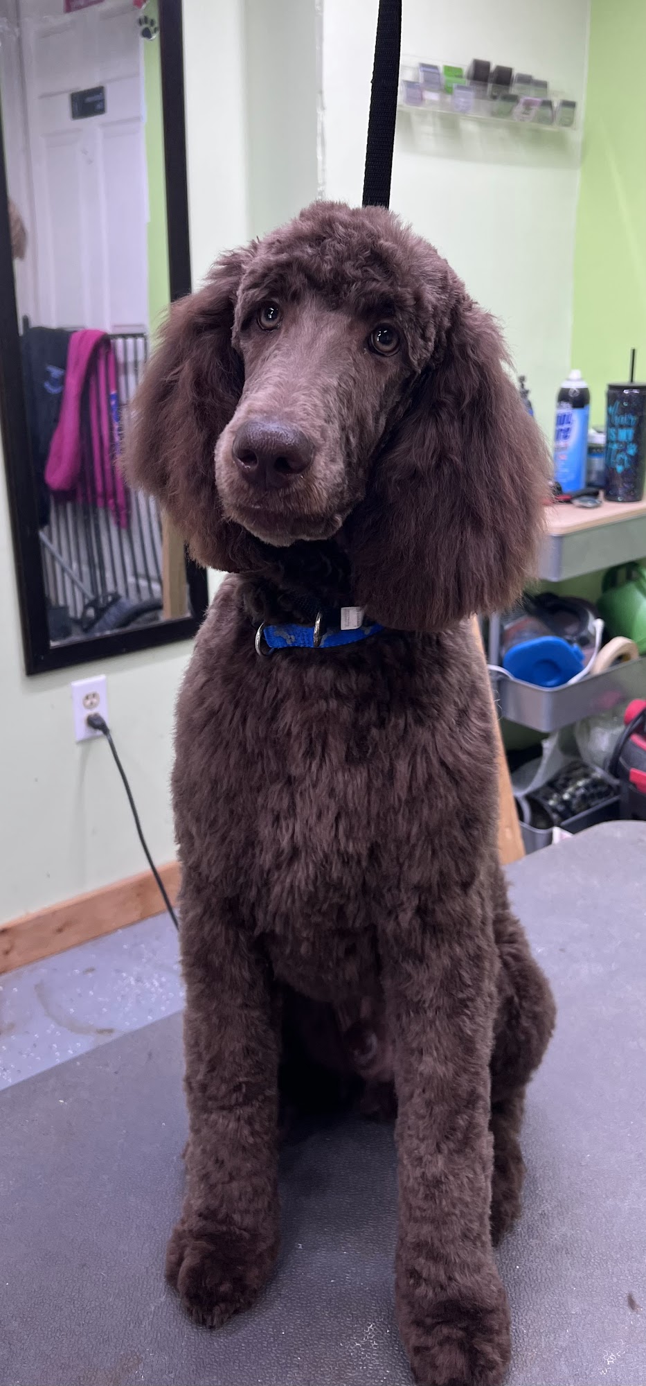 Pampered Paws Pet Salon LLC Smock