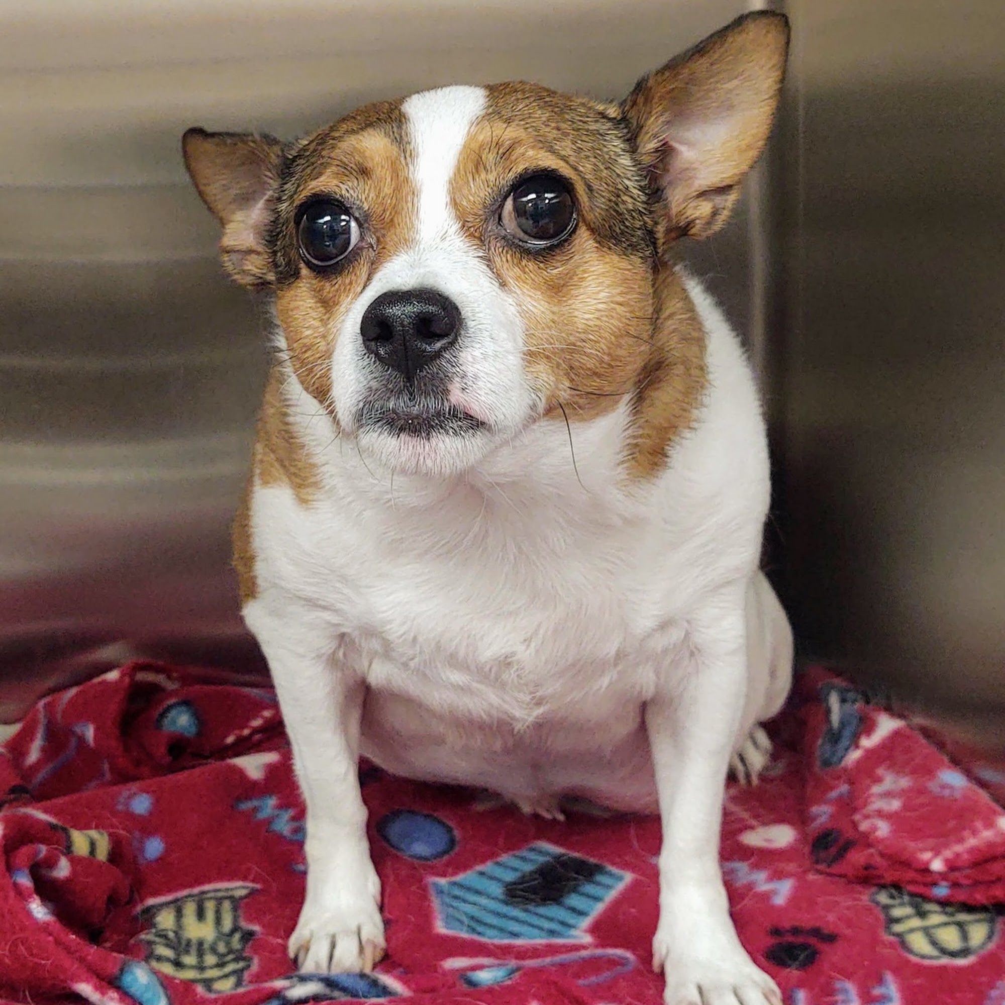 Animal Medical Center Somerset Somerset