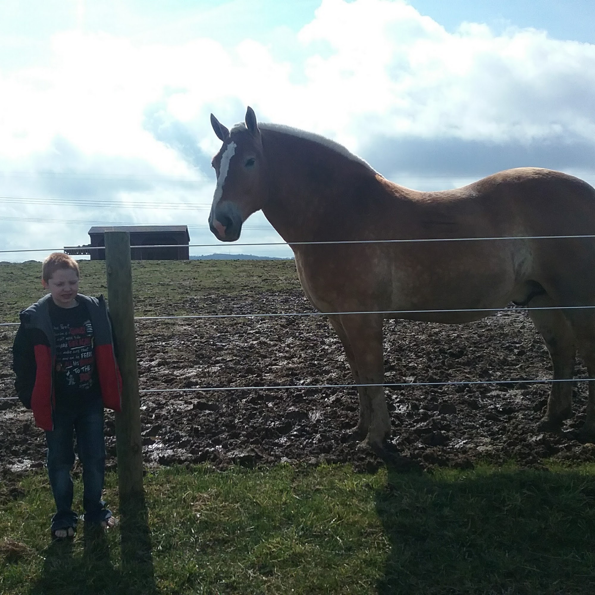 Laurel Highlands Animal Health Somerset