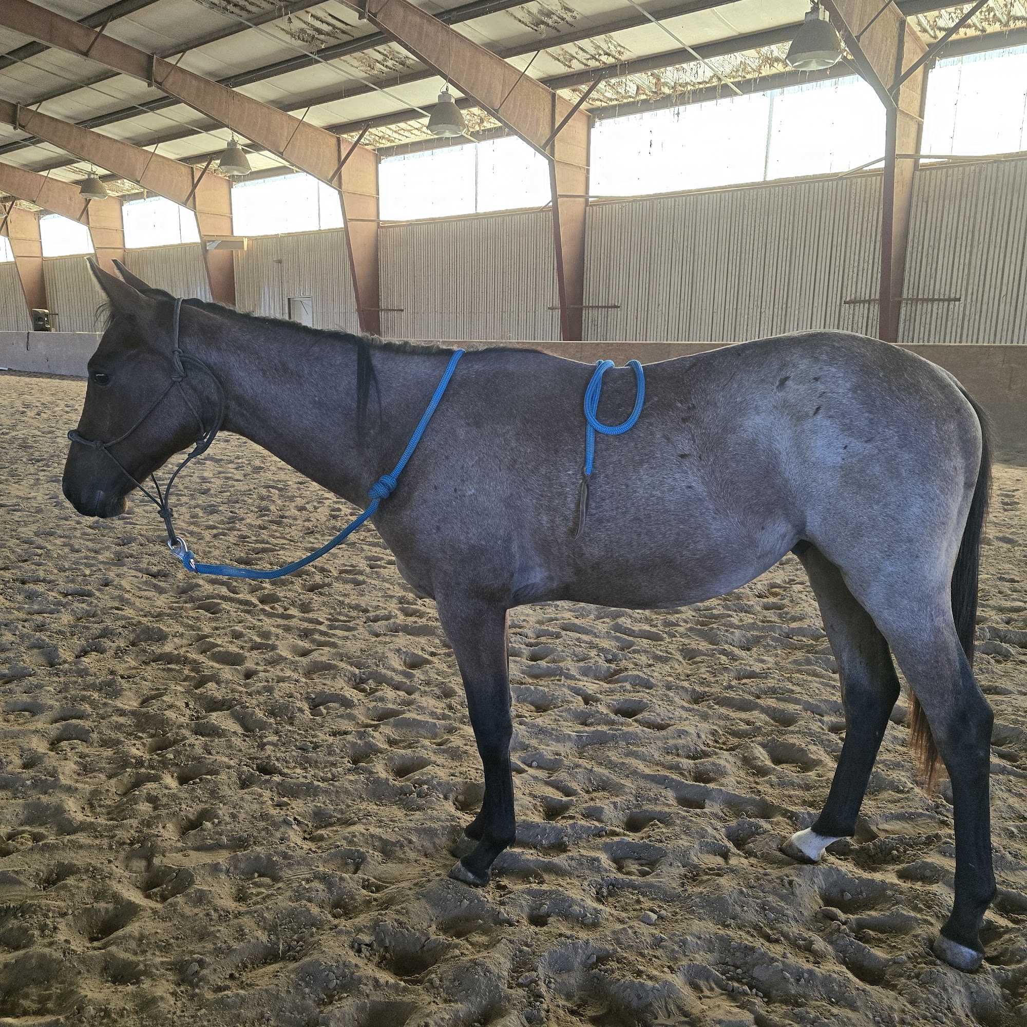 Brown Equine Hospital Somerset