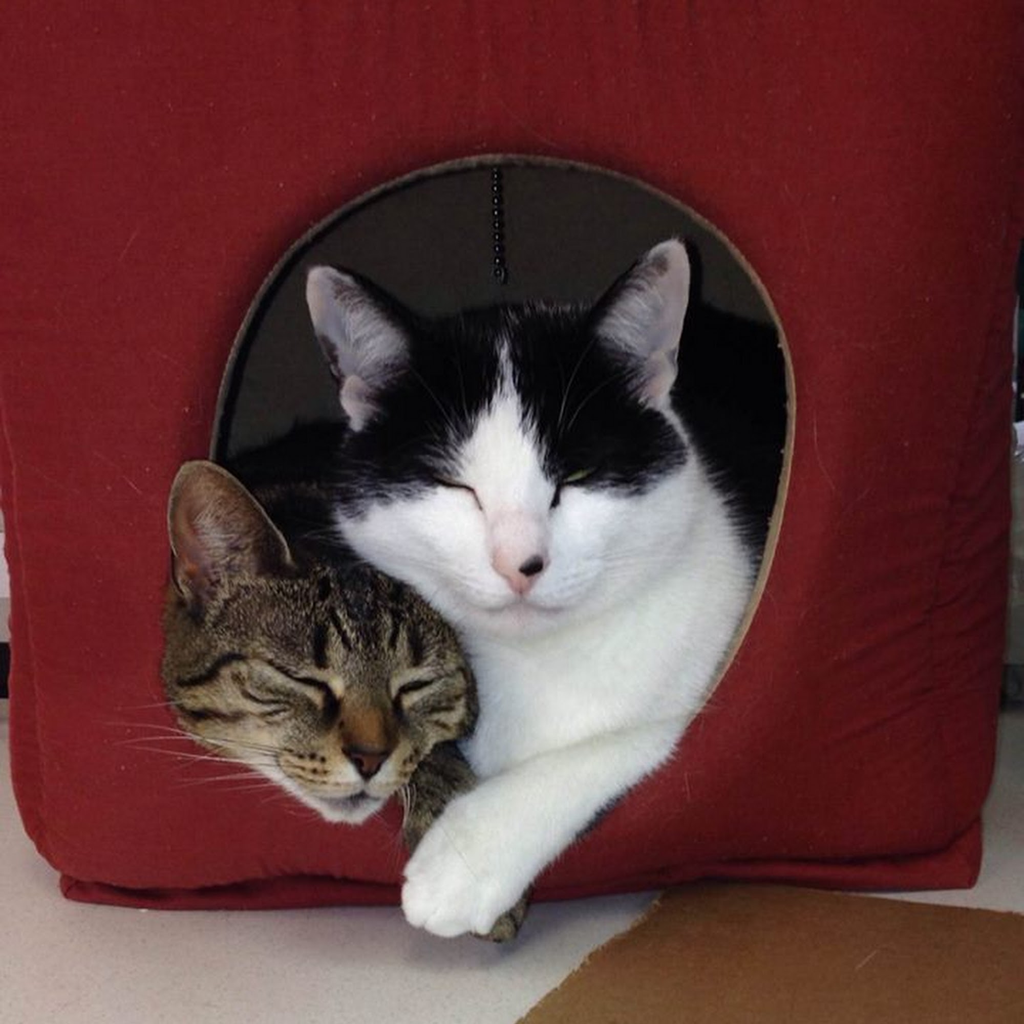 Indian Valley Animal Hospital Souderton