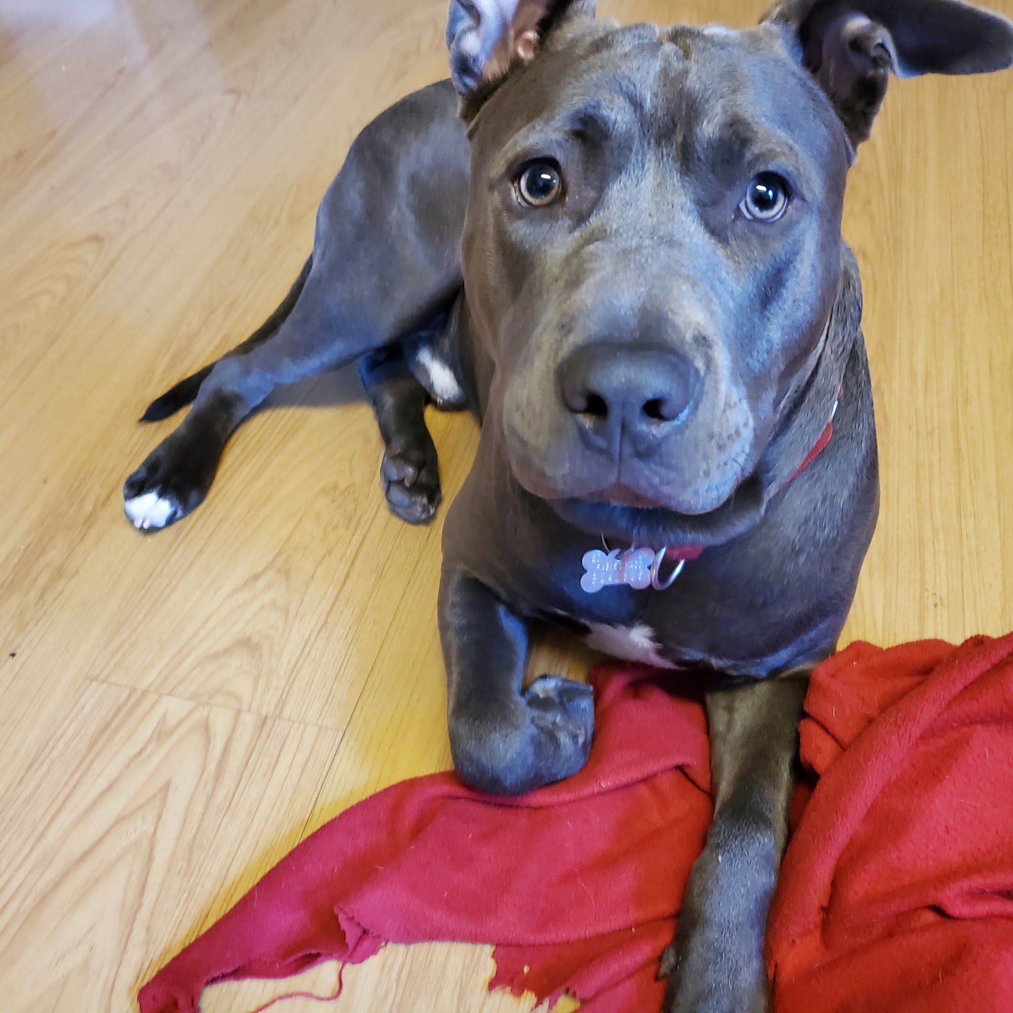 Abington Veterinary Center South Abington