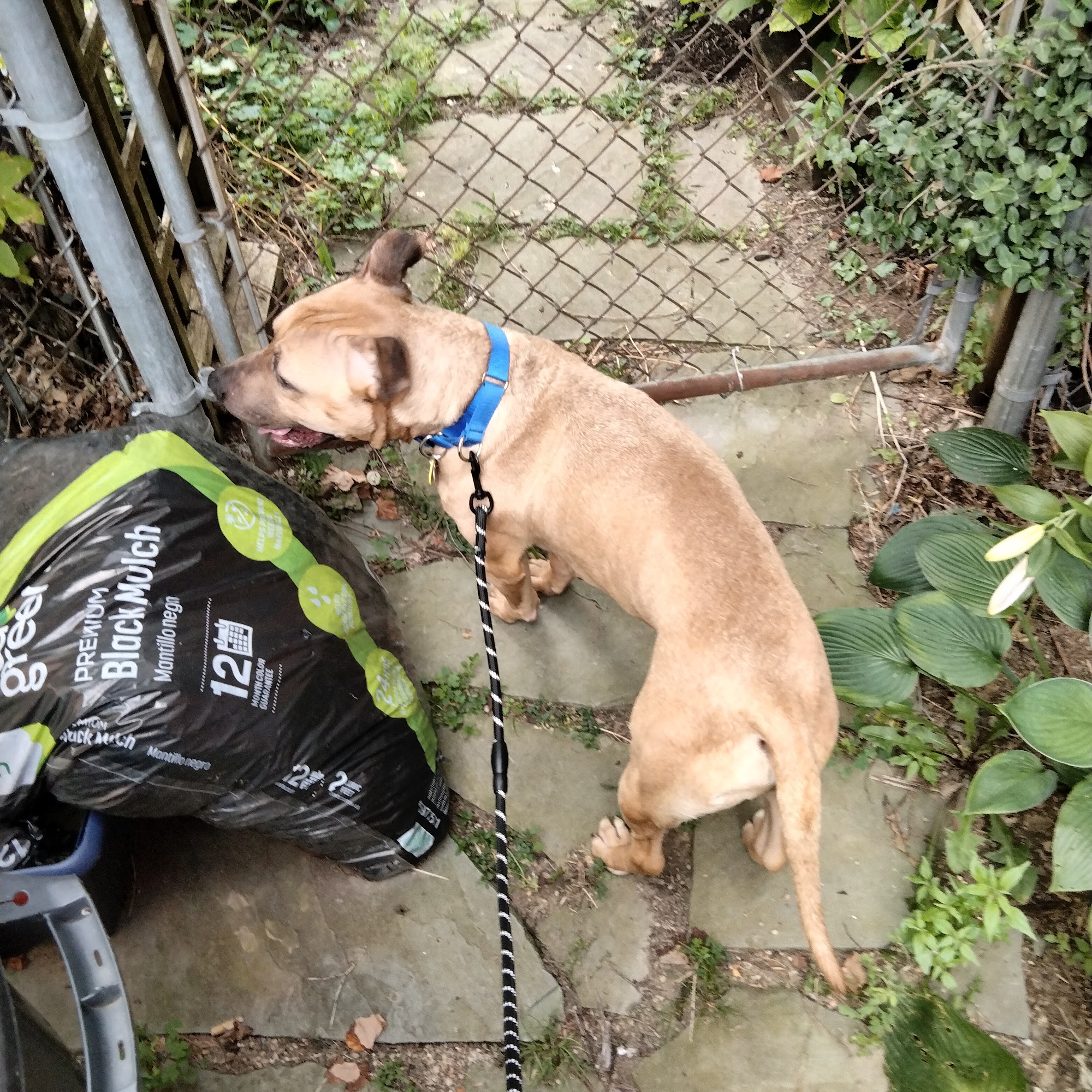 South Hills Pet Recue Boarding South Park