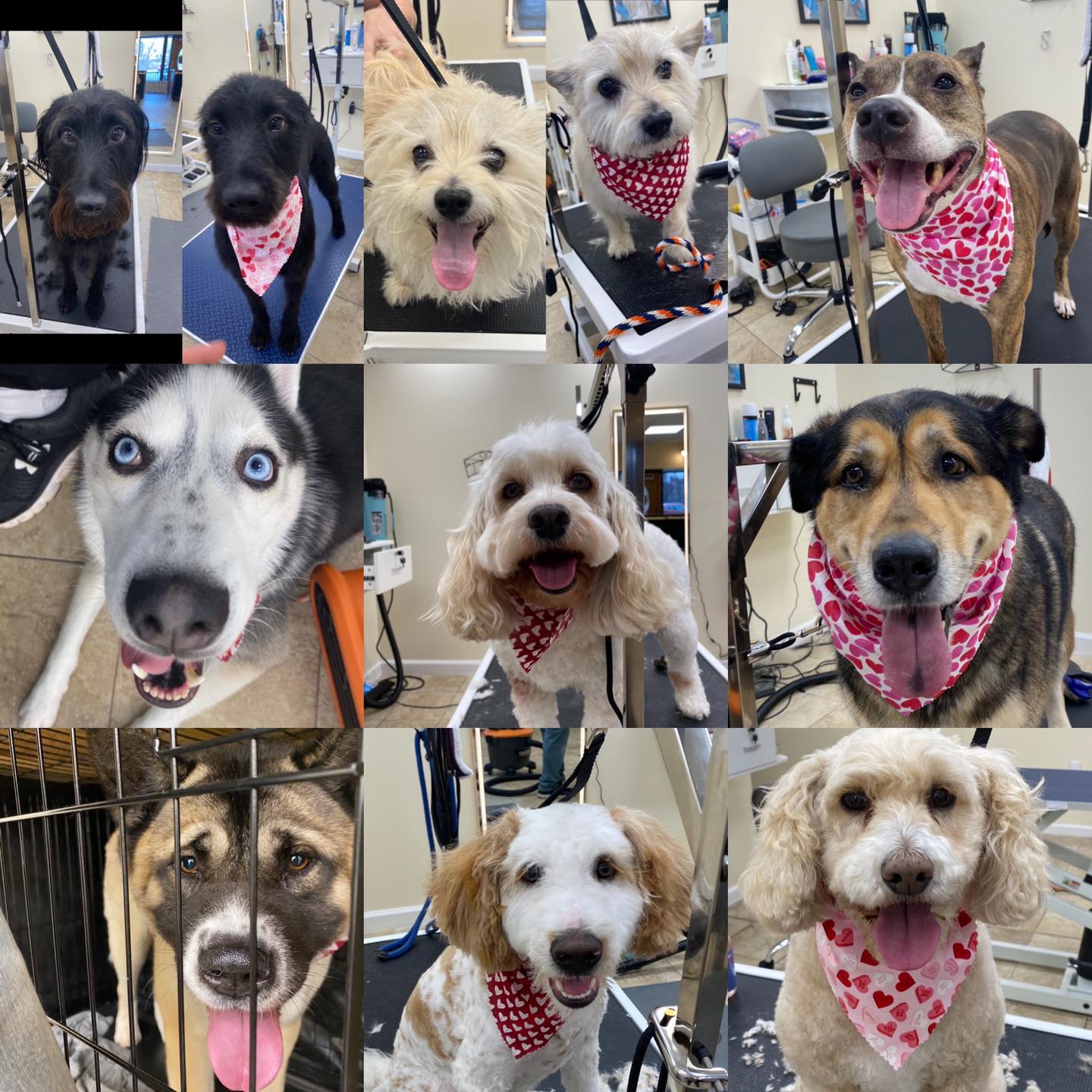 Riverside Grooming & Spa 9 Riverside Dr, Spring City Pennsylvania 19475