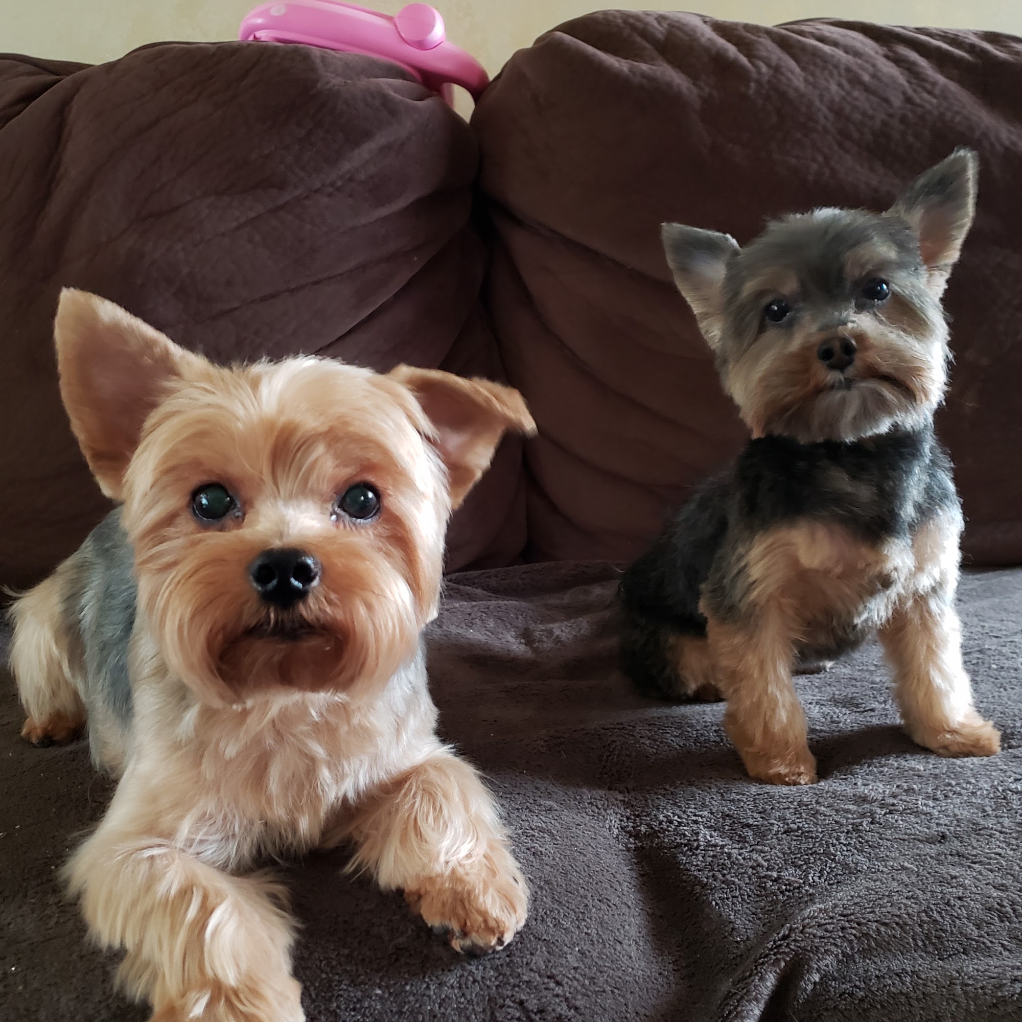 The Lavender Paw Pet Spa Spring Grove