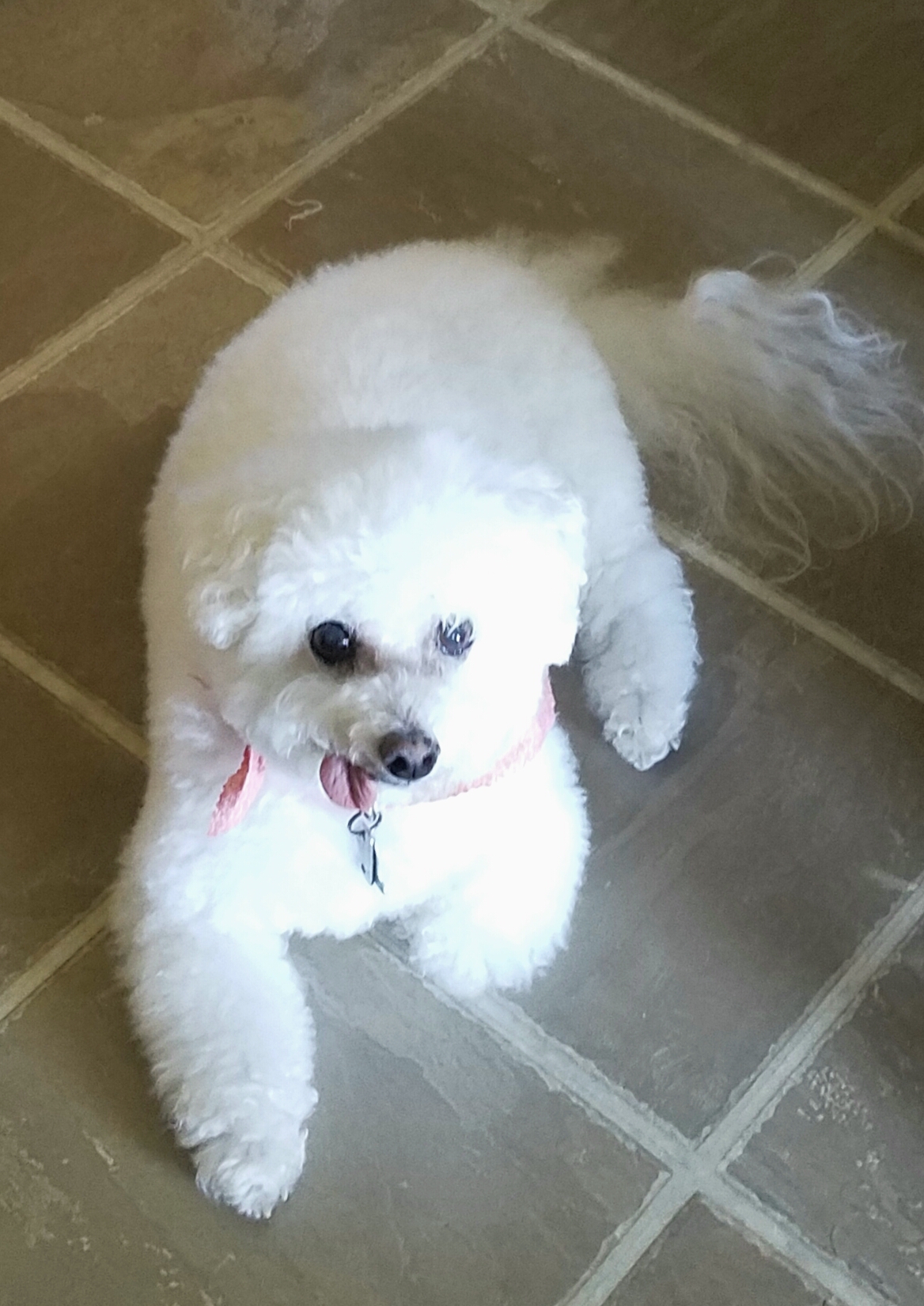 Shearly Pawfect Pets St. Marys