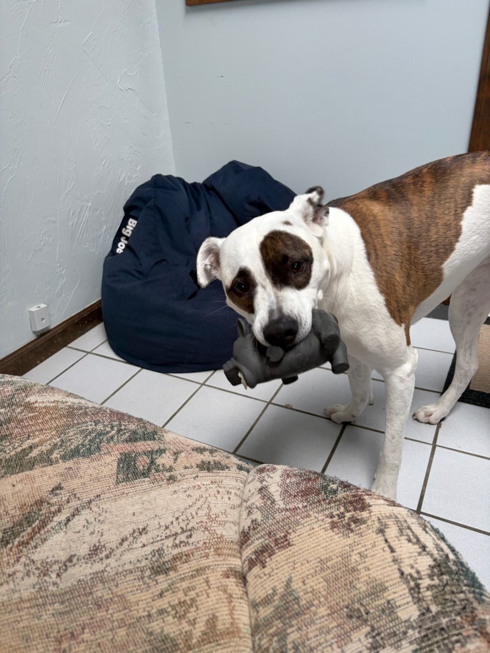 Cozy Inn Pet Resort-Orchid Spa Stahlstown