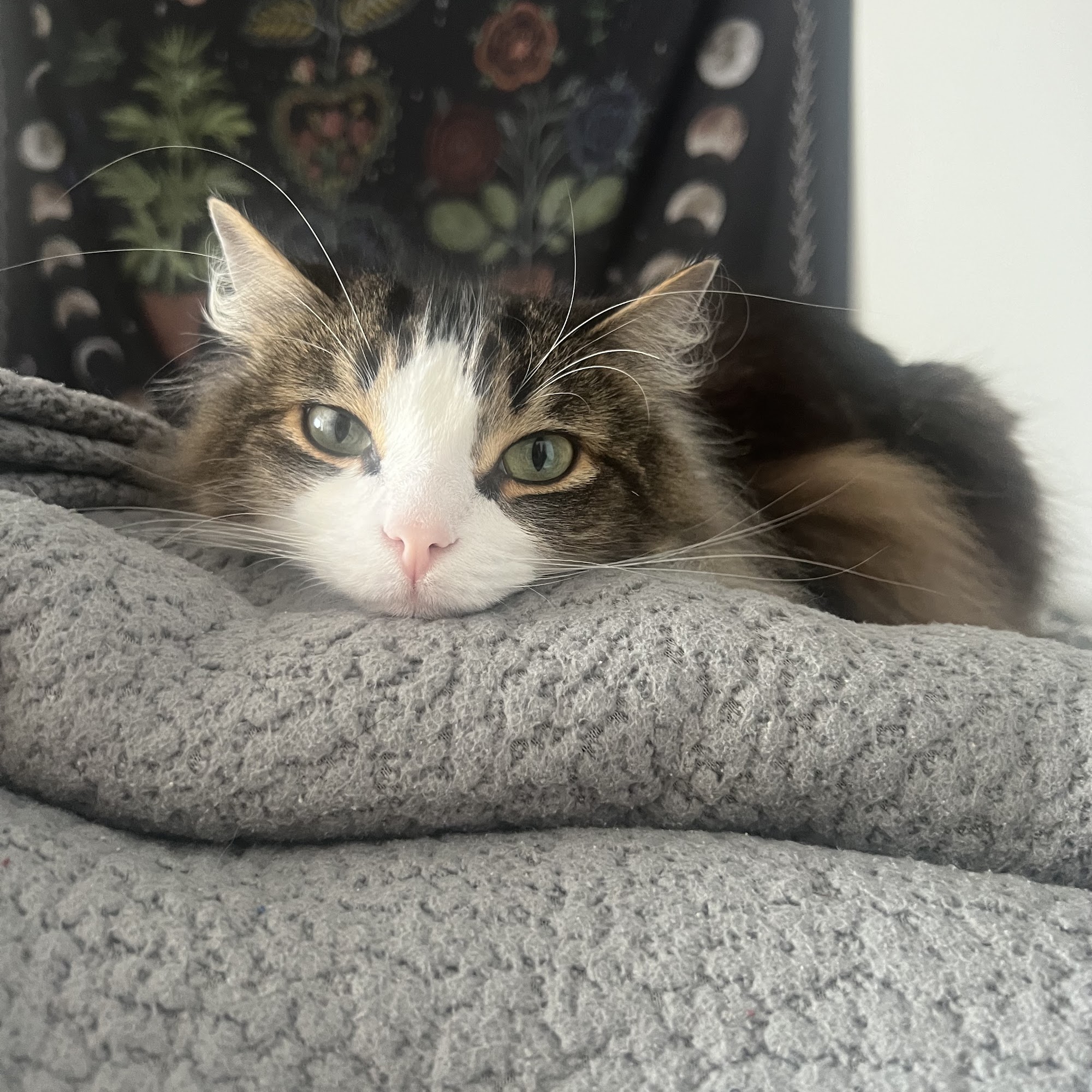 Centre County Cat Hospital State College