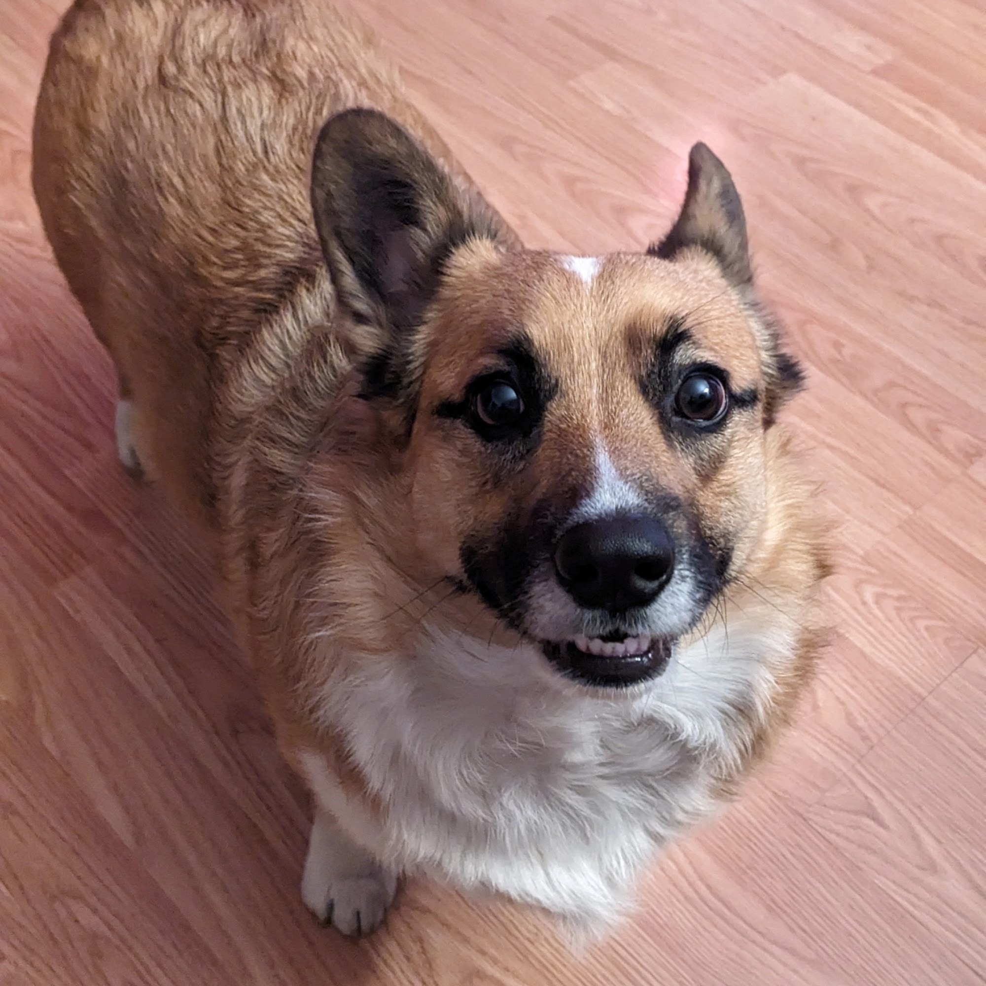 University Drive Veterinary Hospital State College