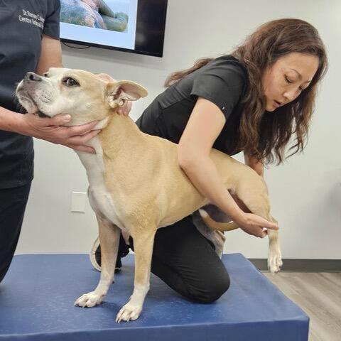 Centre Animal Hospital State College