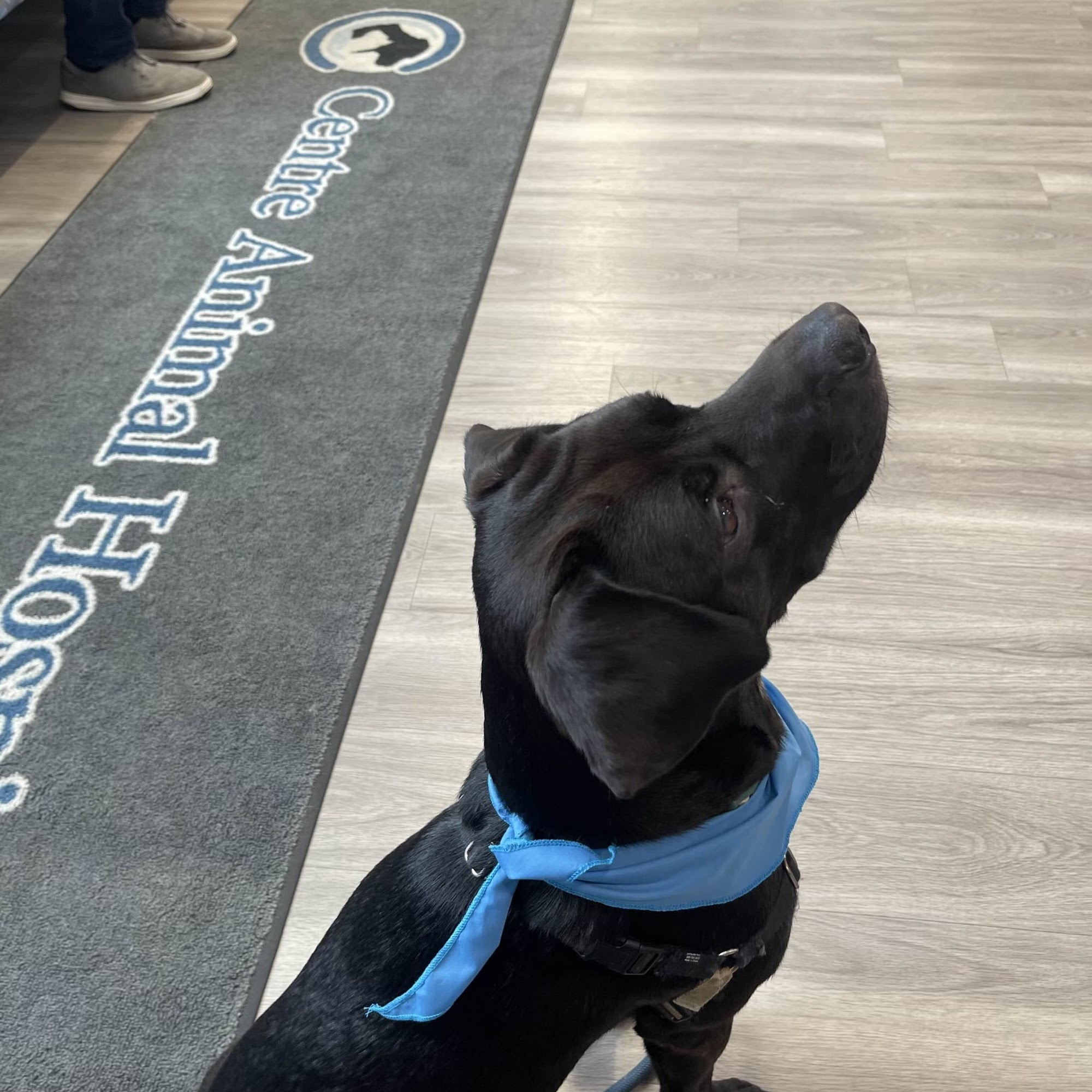 Centre Animal Hospital State College