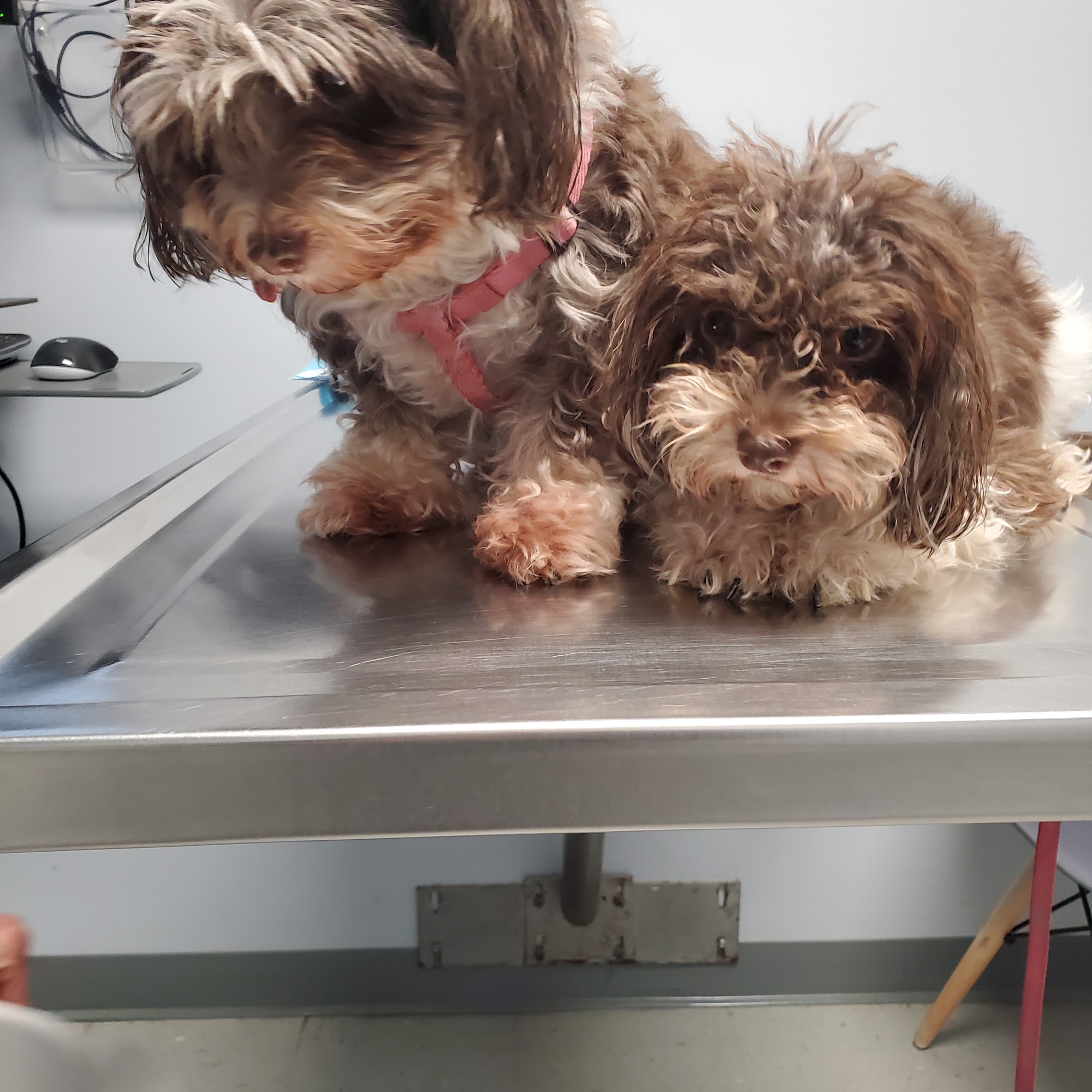 Keystone Veterinary Care State College