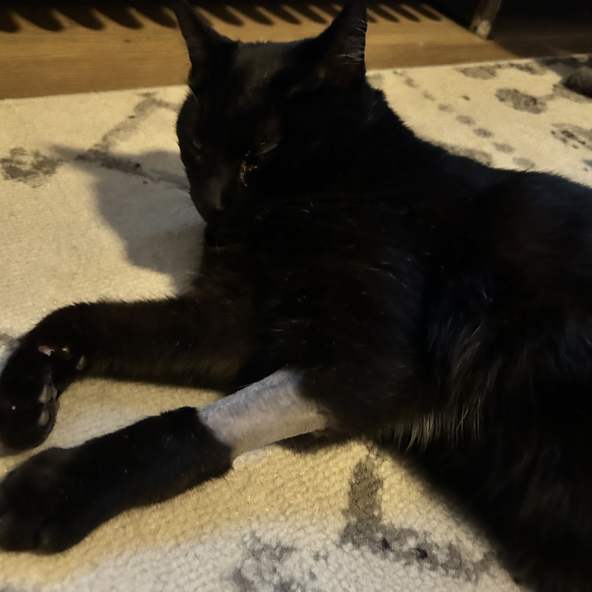 Mt. Nittany Veterinary Hospital State College