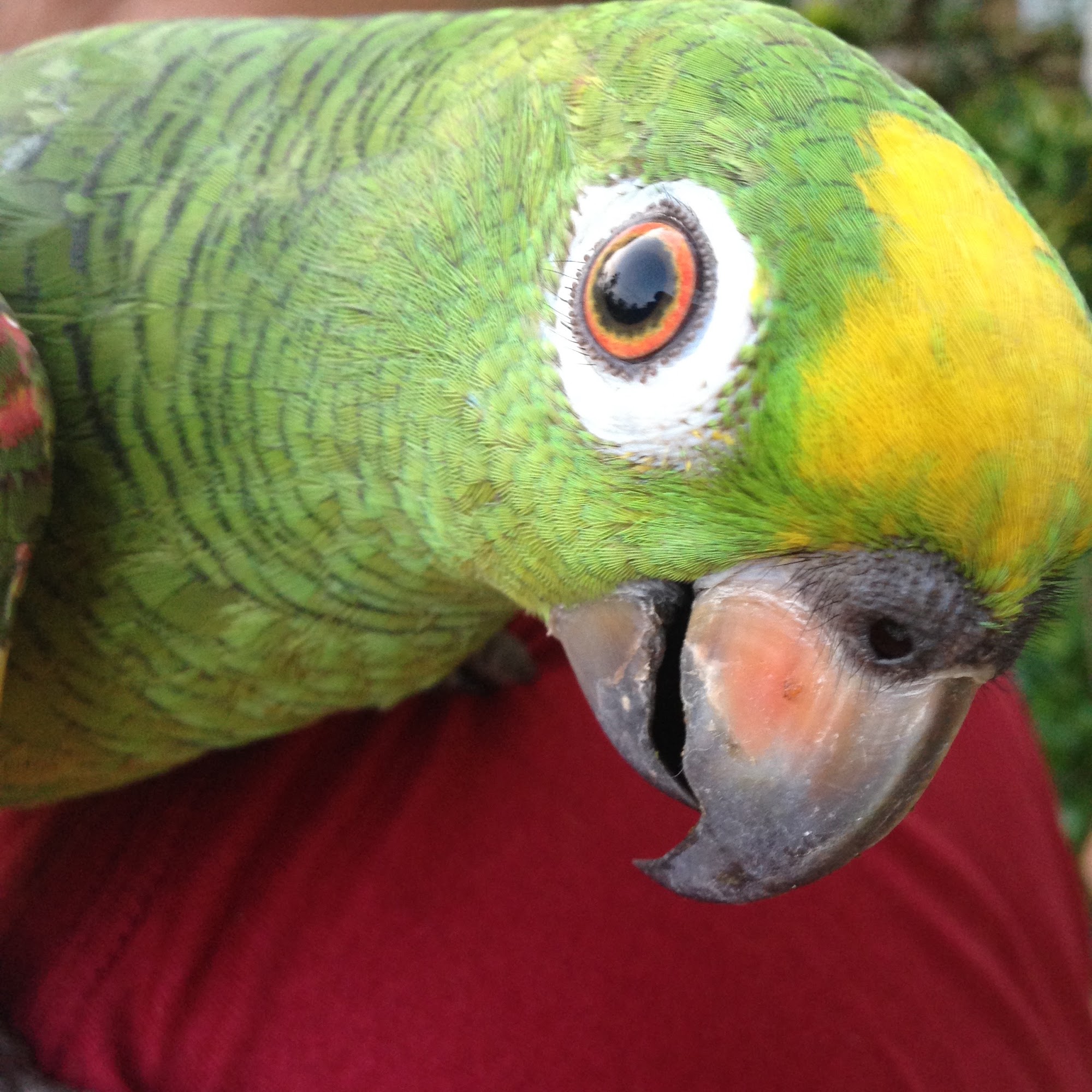 All Pets Veterinary Wellness Clinic State College