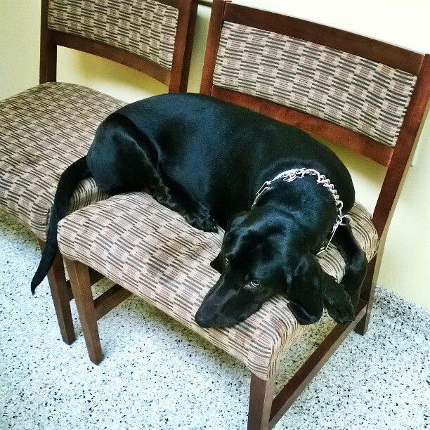 Metzger Animal Hospital: Koshko Mark DVM State College