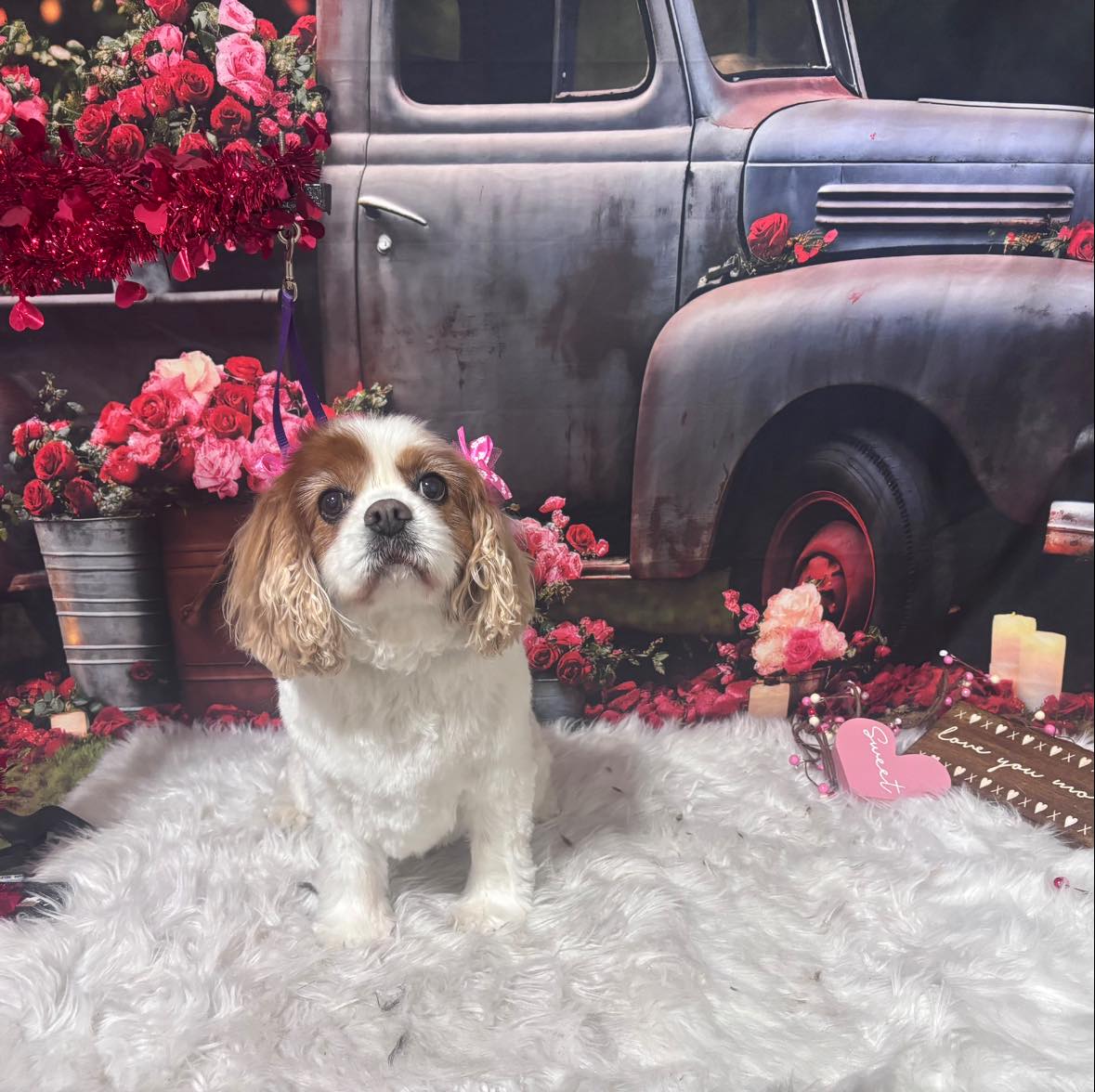 The Pet Pub State College